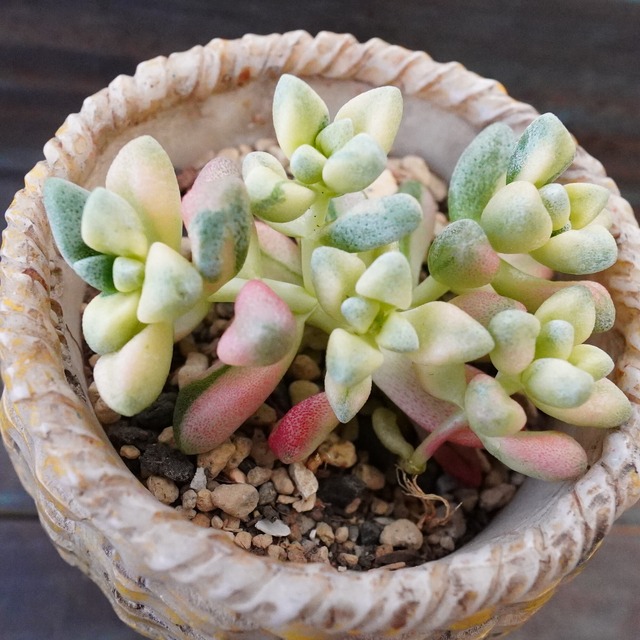 レア【デルトイデア錦】クラッスラ　群生　韓国多肉