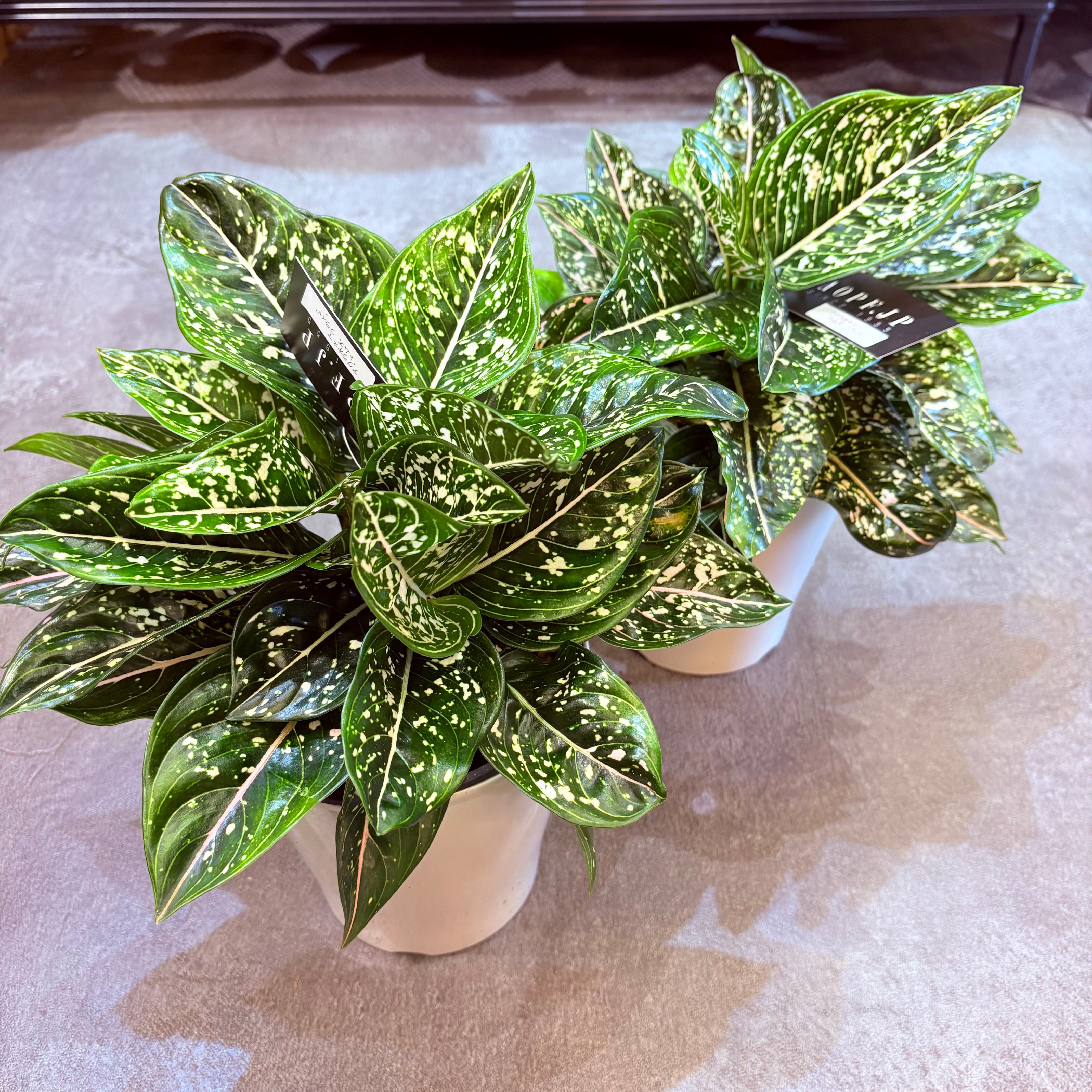 アグラオネマ アグラオネマ トムズプライド 5号【荒木植物園さん】 | Green Vibes