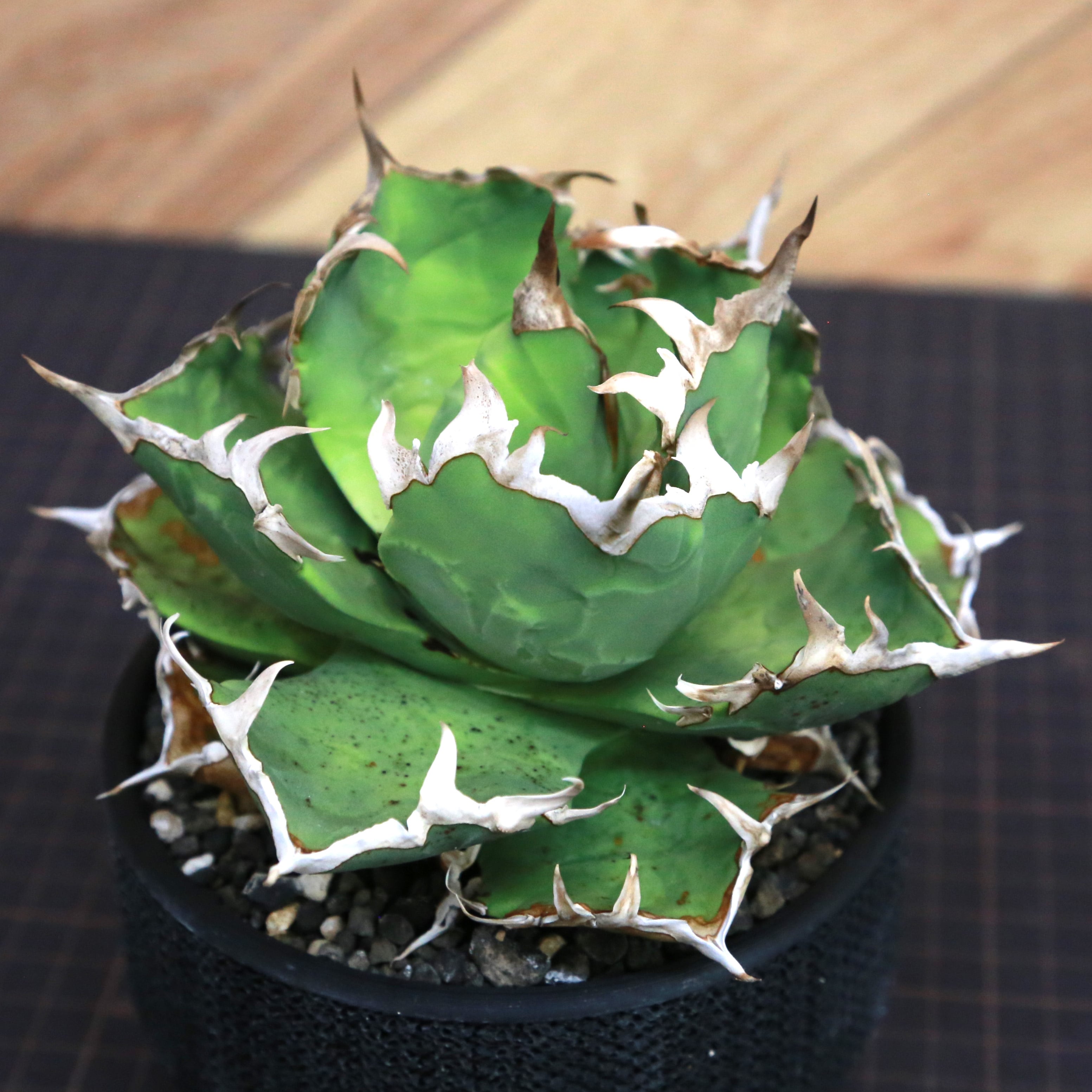 【写真の株、現物販売します】　アガベ　チタノタ　梭子蟹　ワタリガニ Agave Titanota 蟹 (Crab) アガベ チタノタ / 中株(4号鉢)/Lot.001