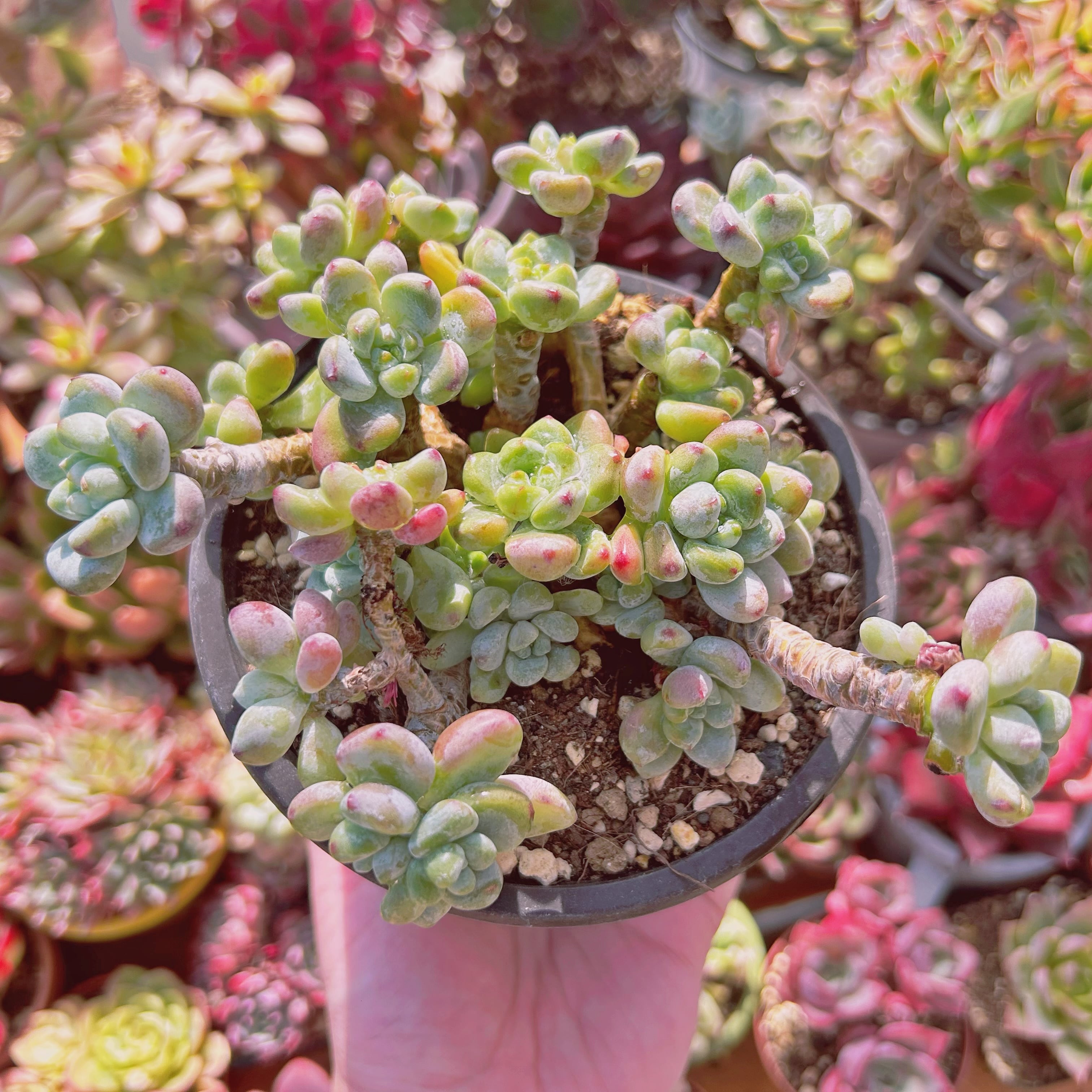 現物　多肉植物　Sedum   ラウル　特大群生