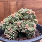 Aztekium ritteri 'Valdezii'【アズテキウム・紅籠・接木】