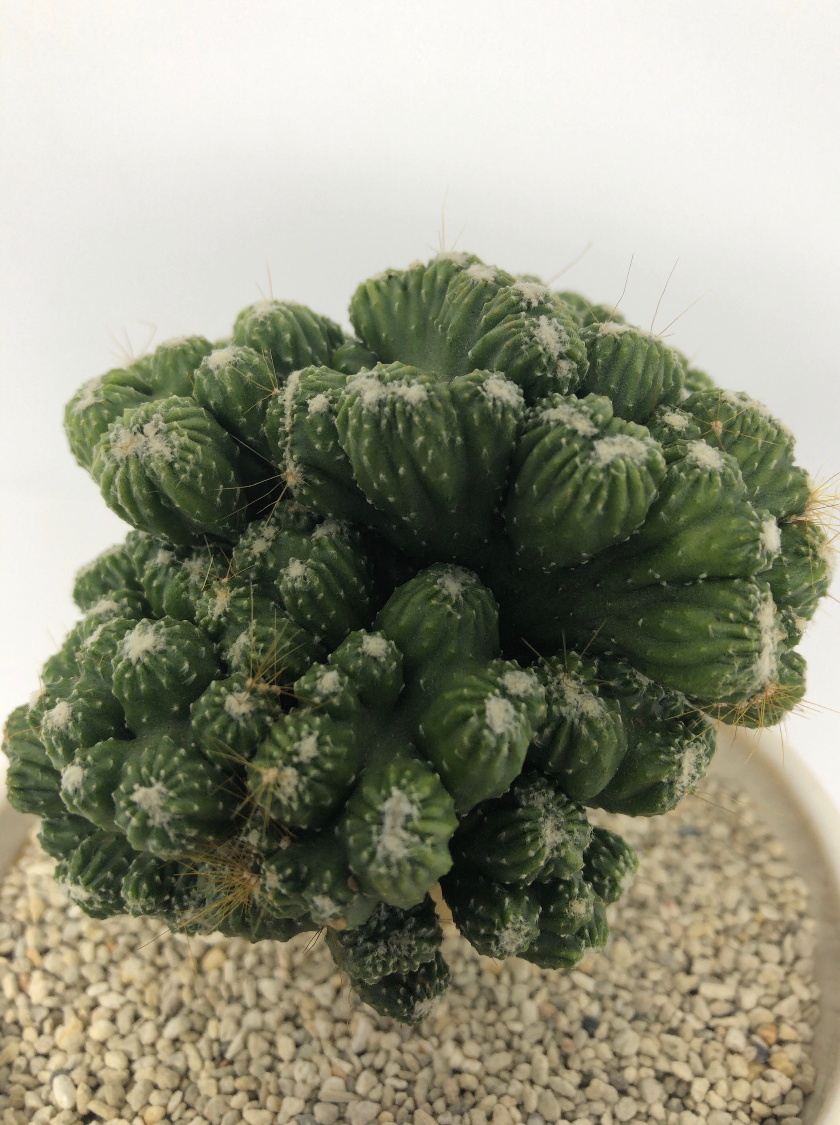 セレウス・ペルヴィアナス綴化 | trigger