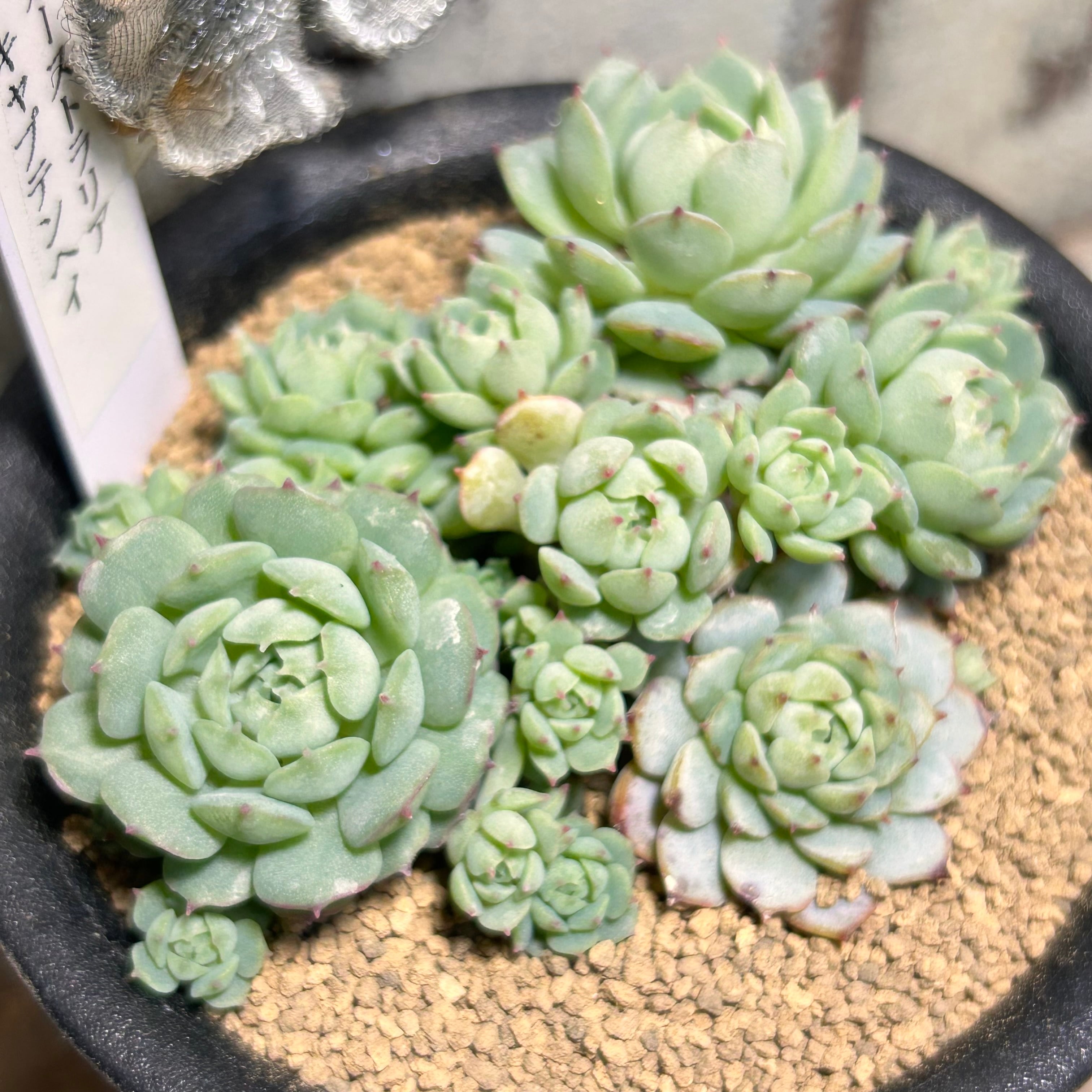 オーストラリア キャプテンヘイ | RuPo 多肉植物専門店