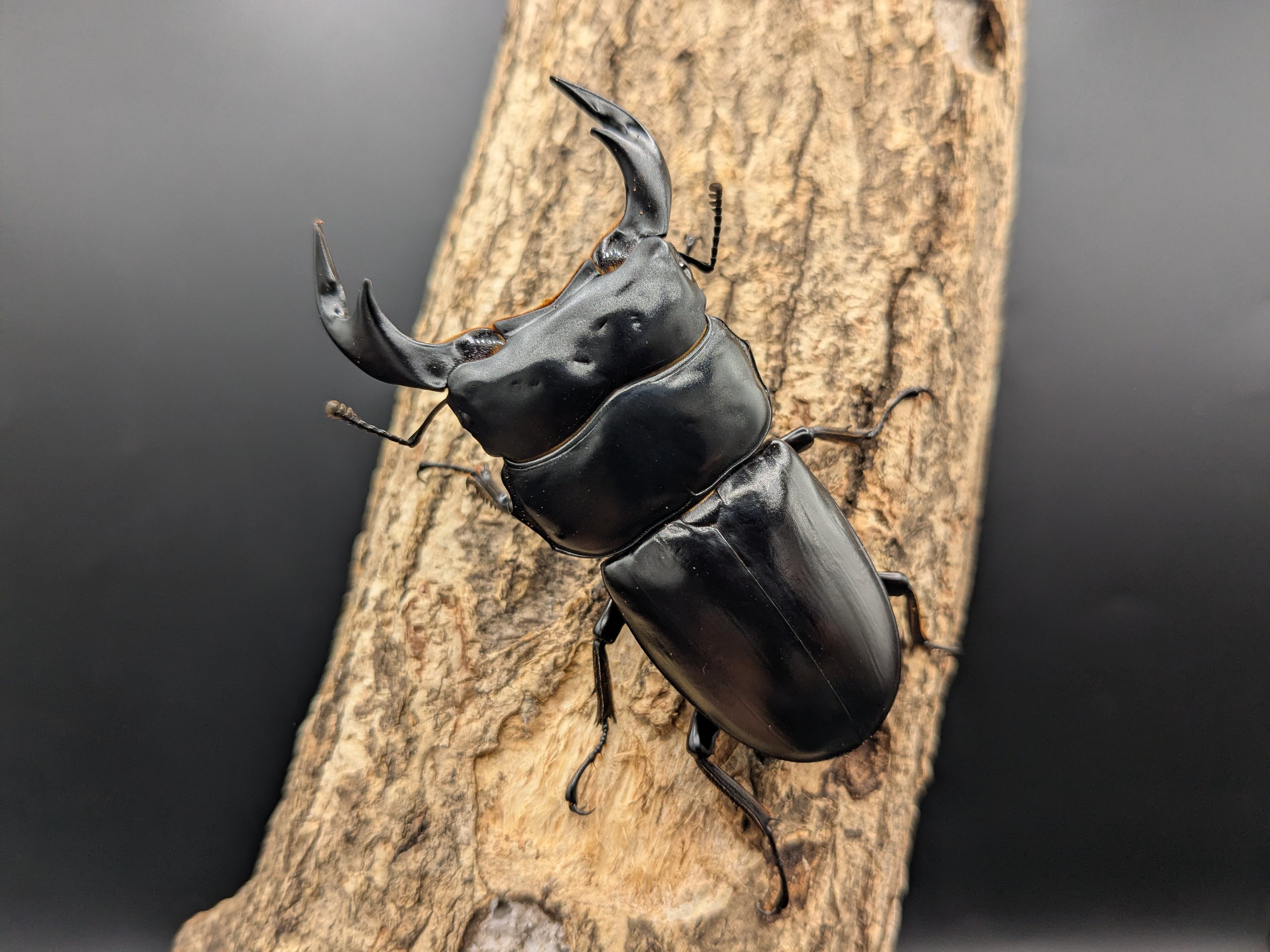 T*u様 アクティオンゾウカブト Tyrant】 アクティオンゾウカブト ♀73.5mm 単品 Tyrant アクティオン