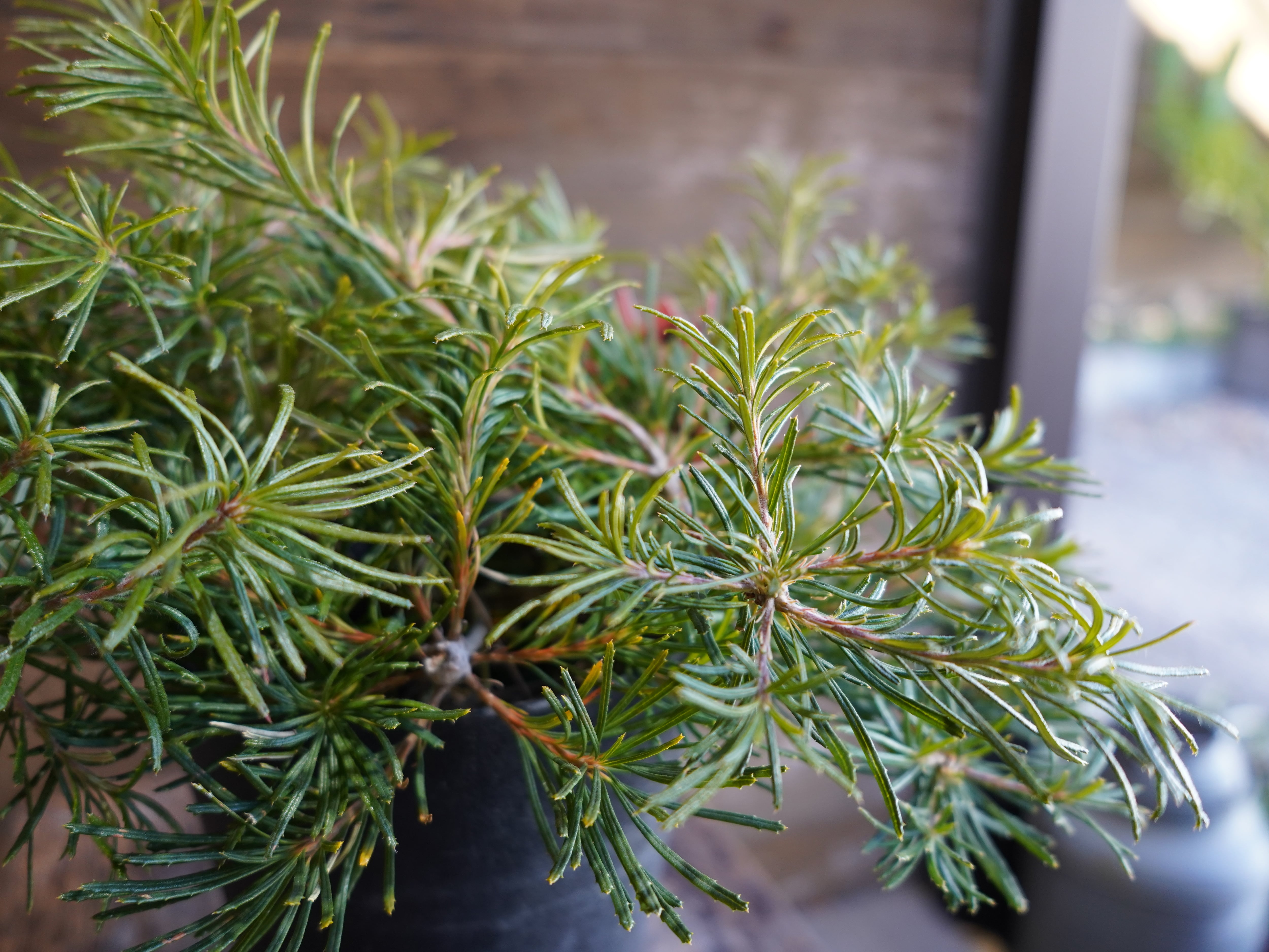 【現物】バンクシア ”バースデーキャンドル” A