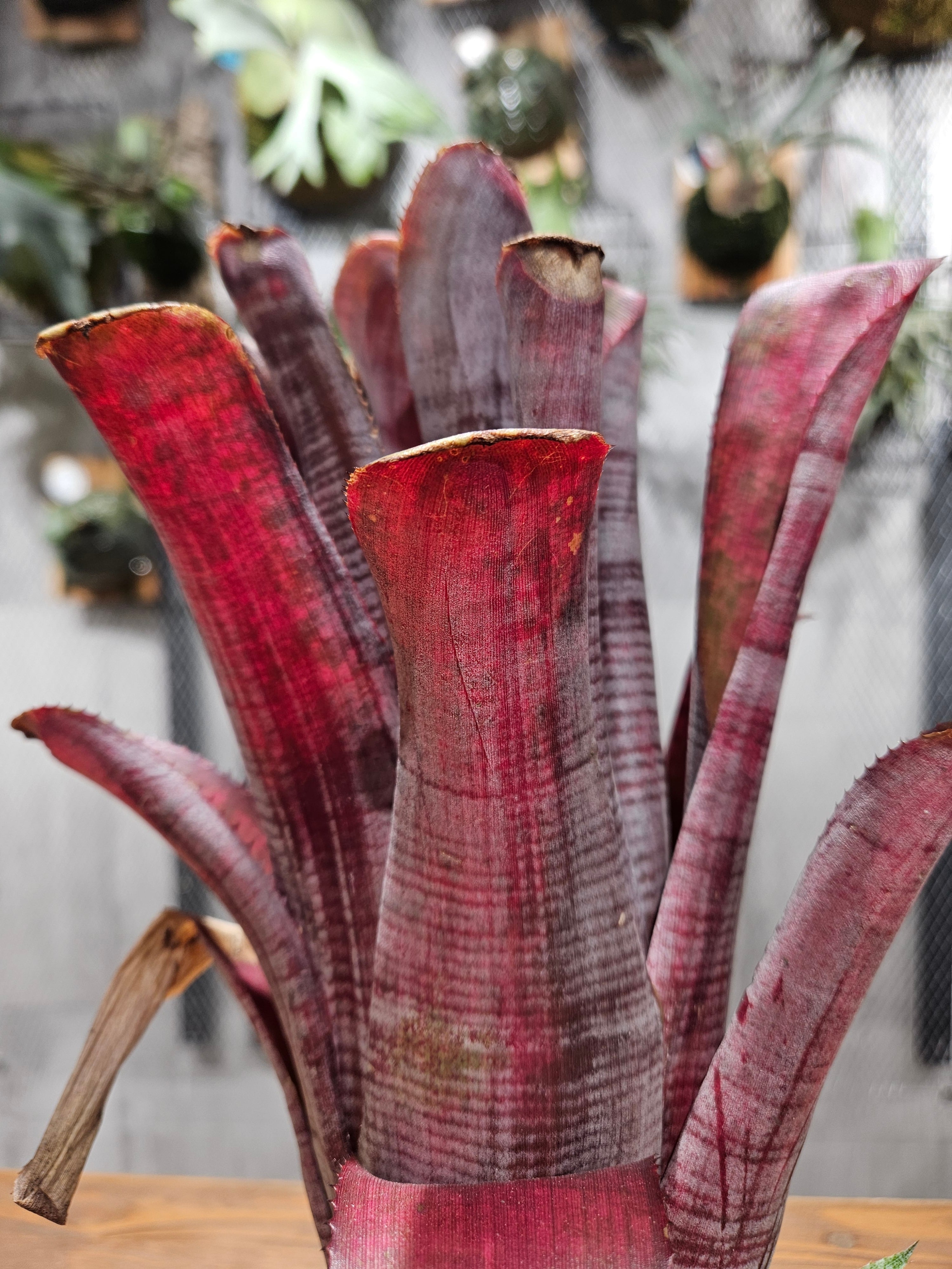 Billbergia Muriel waterman【artPLANTs/PLANTS GARAGE】 ビルベルギア