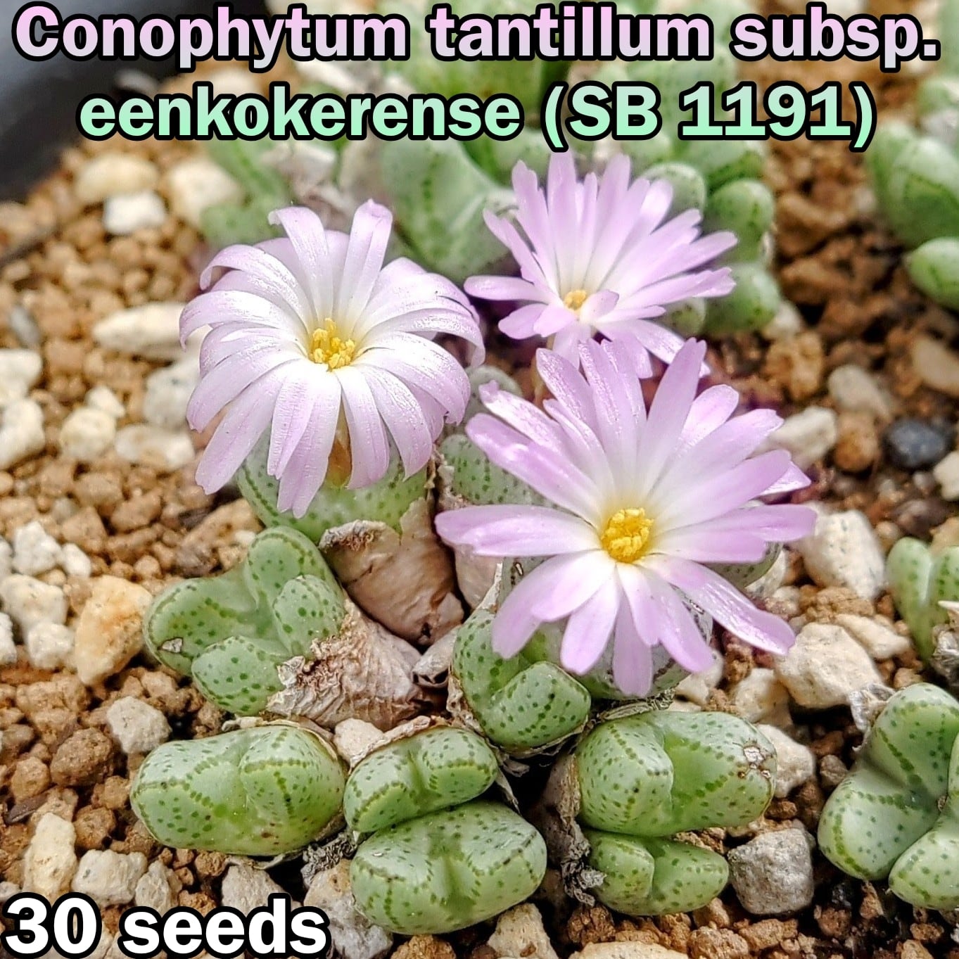 種子/30粒】Conophytum tantillum subsp. eenkokerense (SB 1191