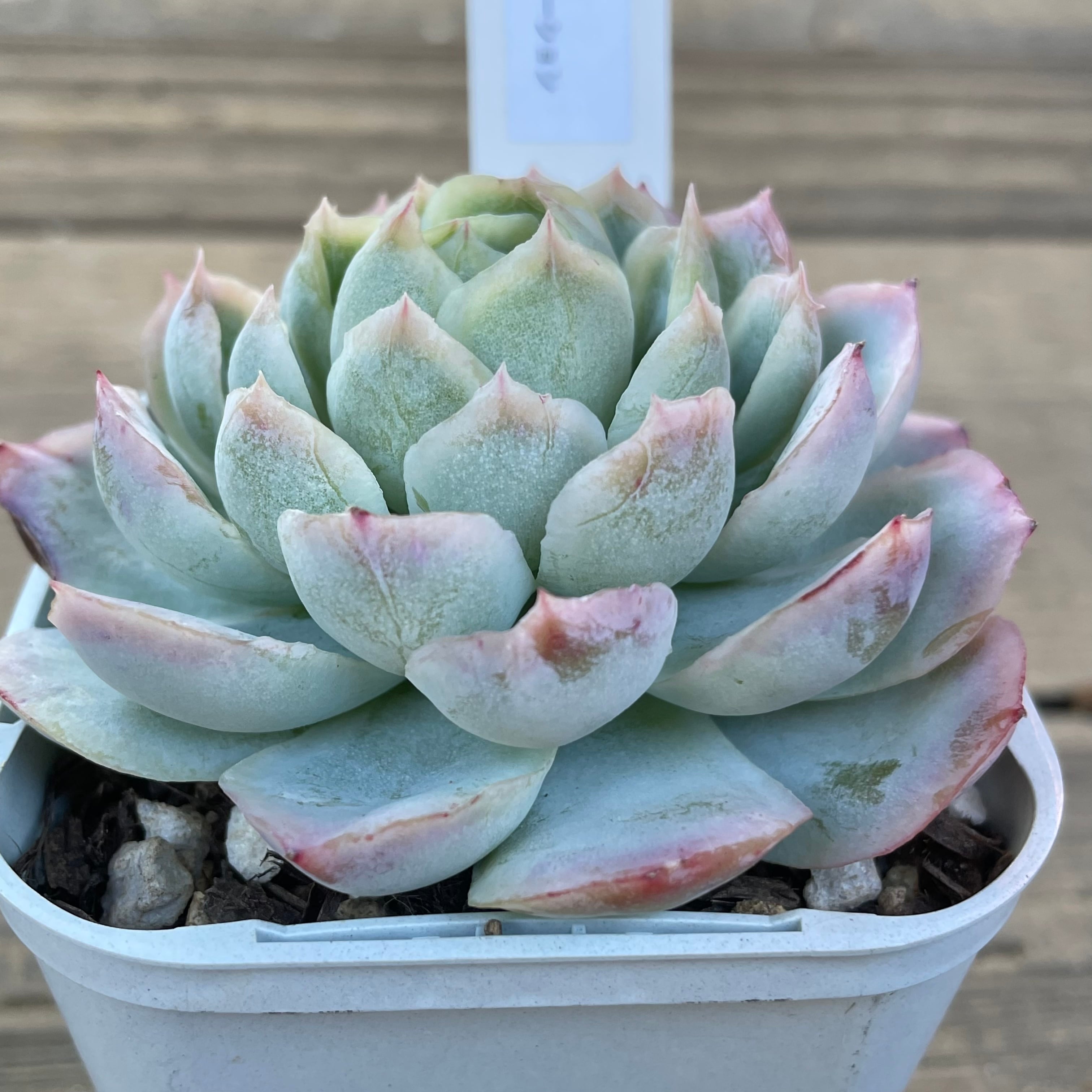 ピンクネーション | RuPo 多肉植物専門店