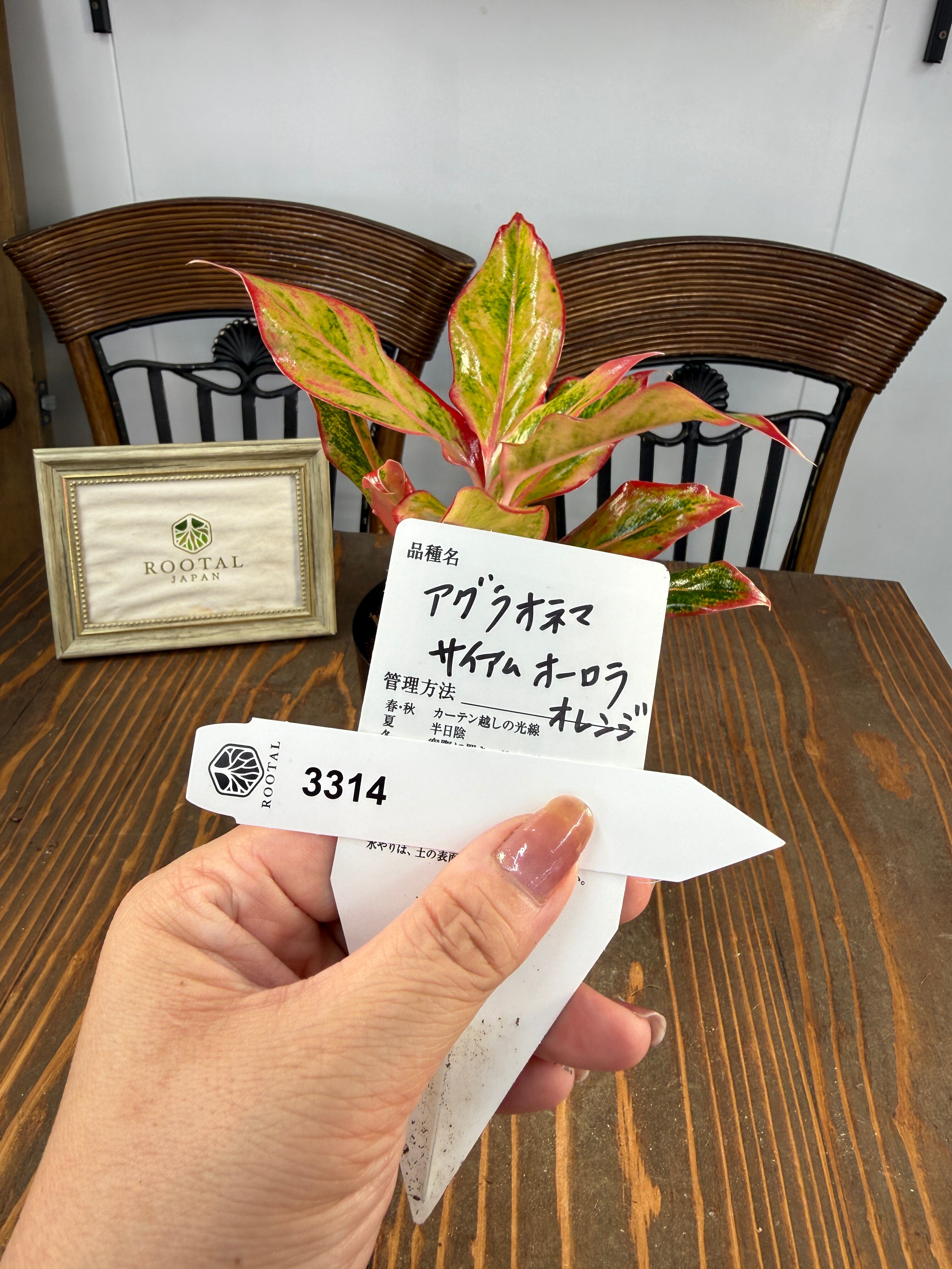 アグラオネマ | ROOTALPLANTS