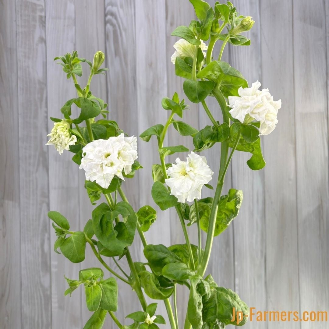 パンジー | 新鮮お花問屋 Jp-Farmers.com