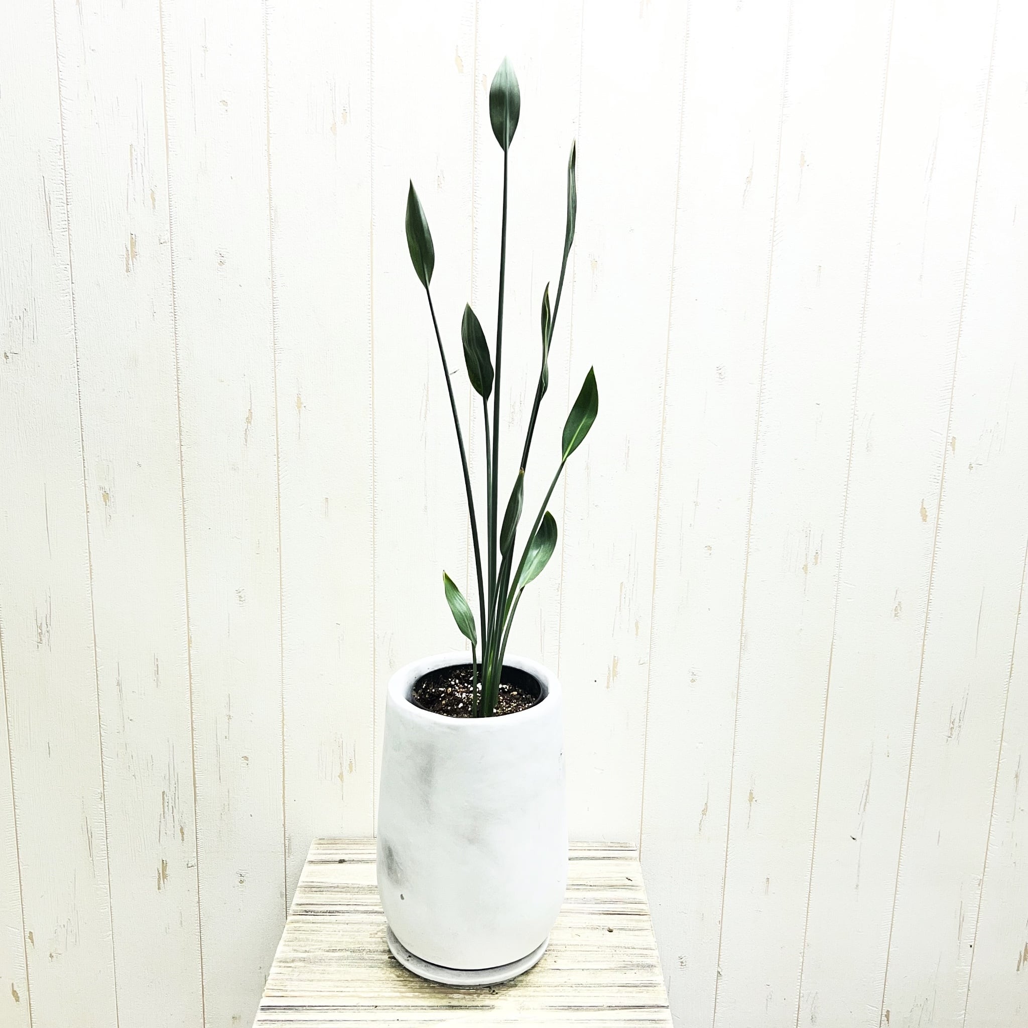 ストレリチア ノンリーフ ユンケア 希少 陶器鉢 ◎すぐ飾れる 観葉植物 ストレリチア ユンケア ノンリーフ セメント鉢植え 受け皿付き