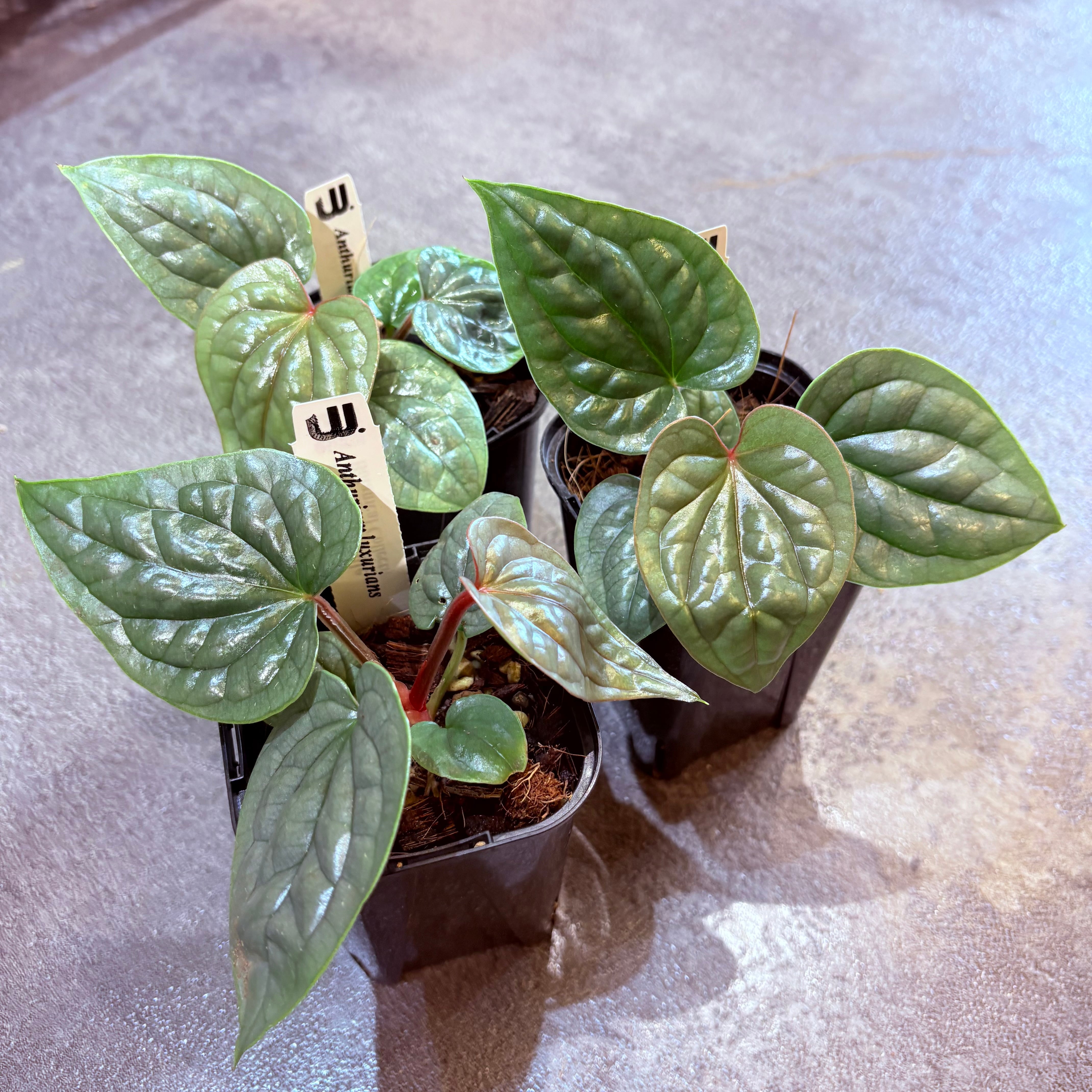 アンスリウム ルクスリアンス 3号 | Green Vibes 宇都宮市の観葉植物専門店