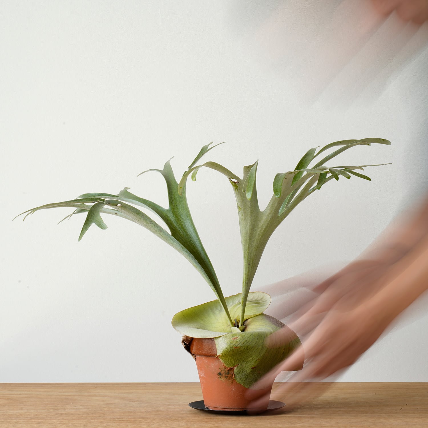 Mサイズ | AYANAS（アヤナス）｜観葉植物のセレクトショップ・通販