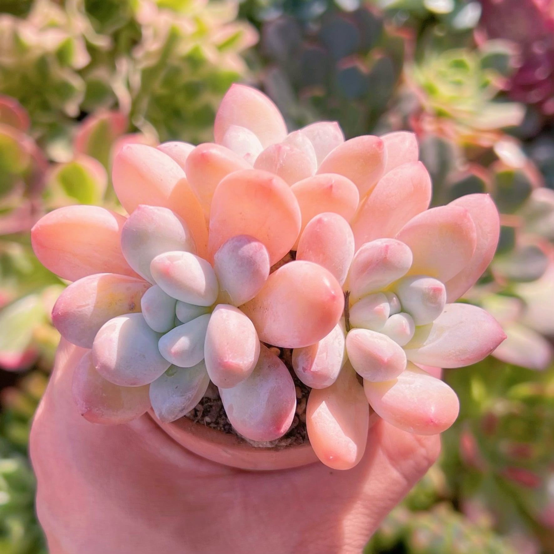 多肉植物^o^ 葉挿し赤ちゃん　ムーンストーン2コセット 赤い多肉植物と実生の植え替え | みどりあお 多肉植物 とかとか備忘録