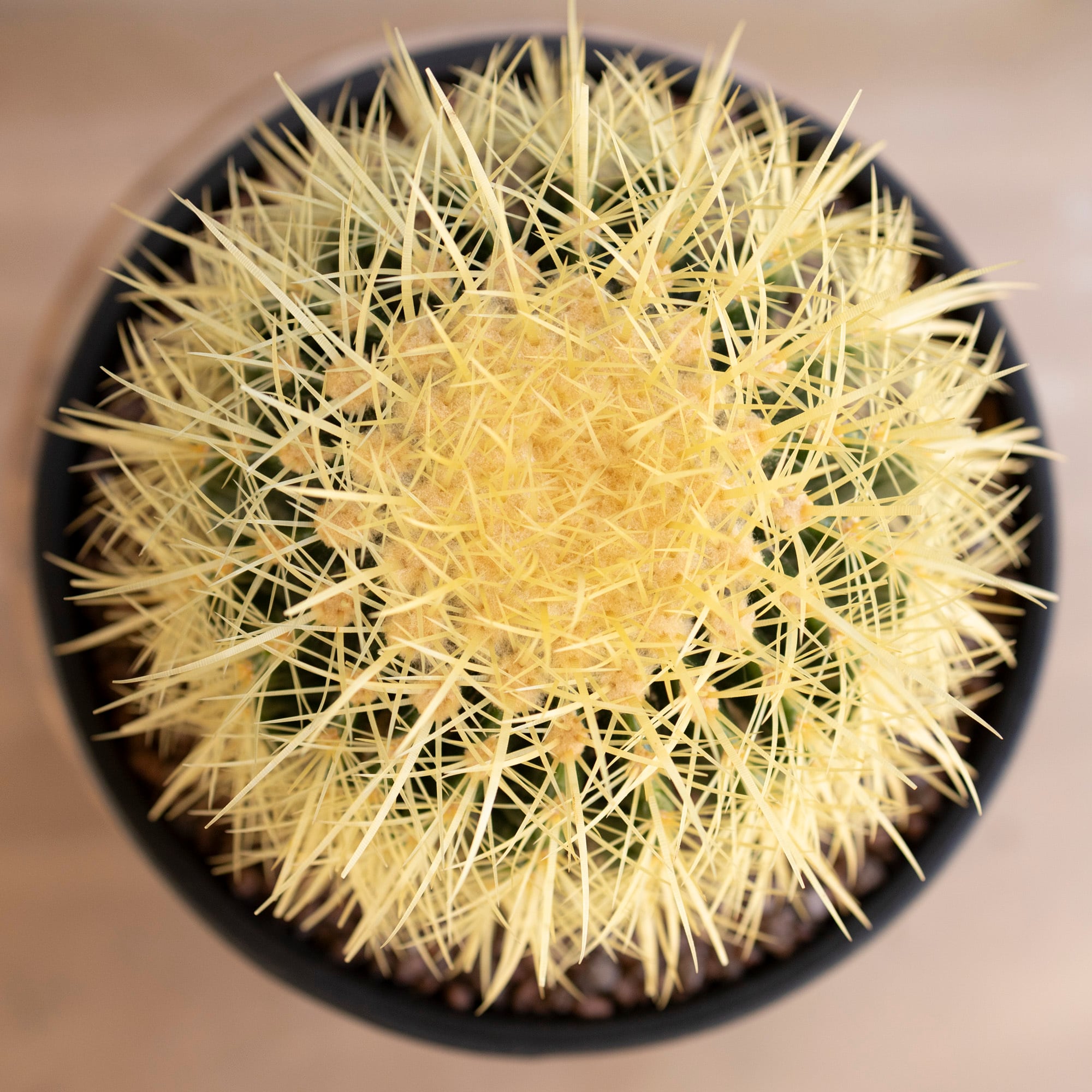 発根済】24cm 金鯱 サボテン 8号 多肉植物 ドライガーデン キンシャチ