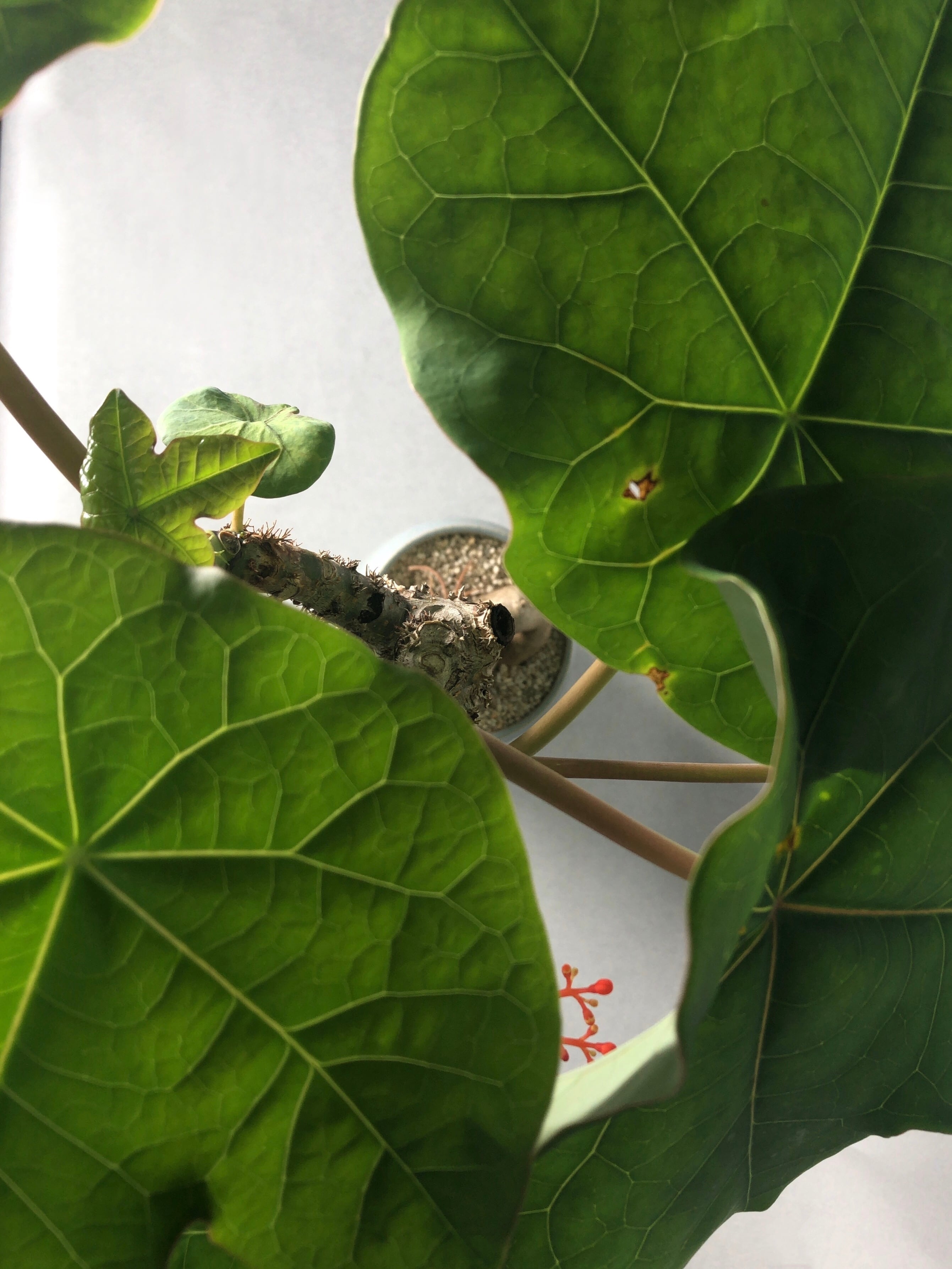 ヤトロファ・珊瑚油桐 | trigger