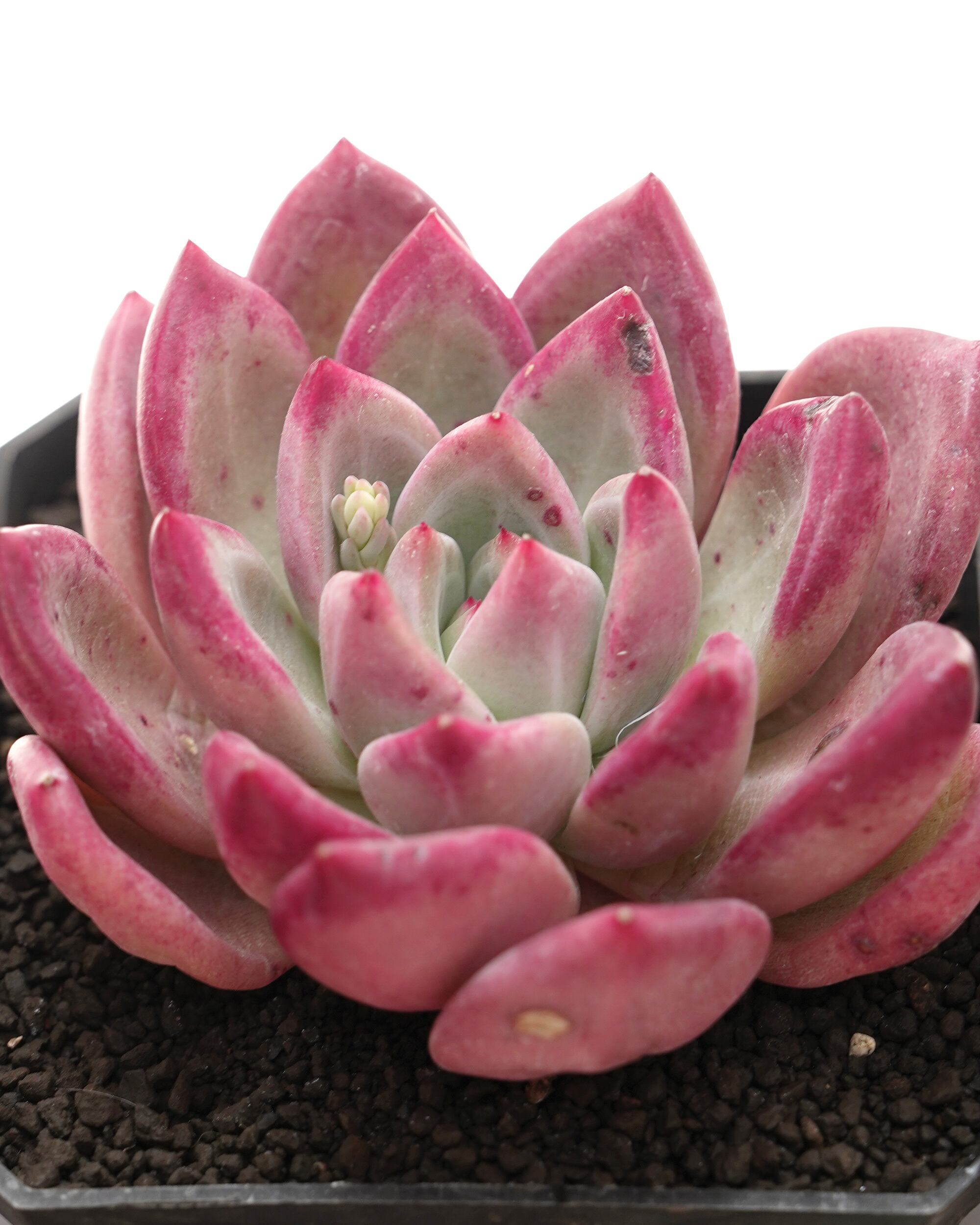 NEW RELEASE | PUKUBOOK SUCCULENTS