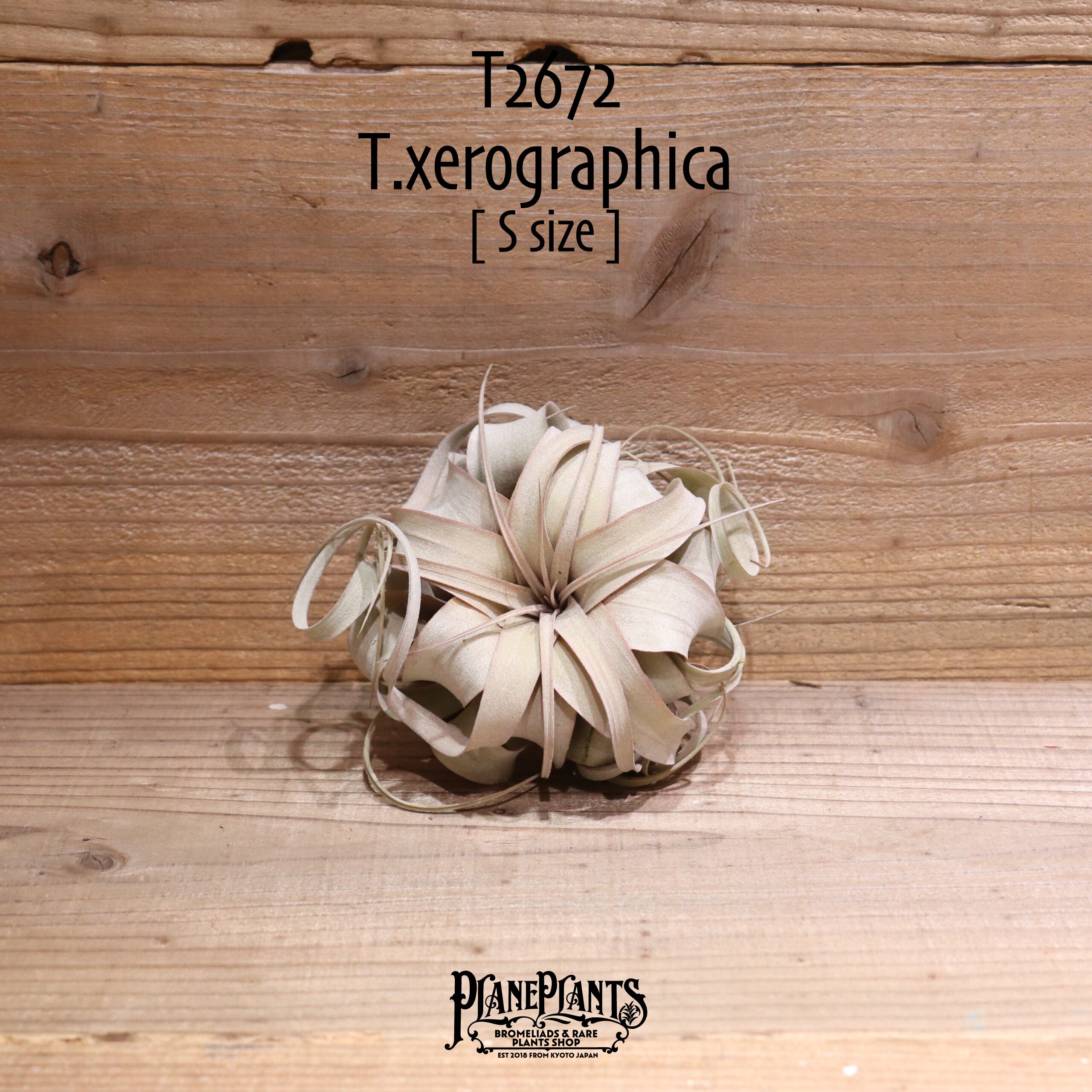 【送料無料】キセログラフィカ S〔エアプランツ〕現品発送T2672