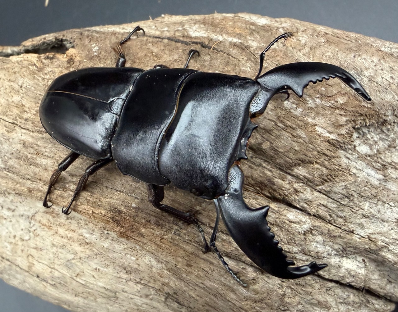 【WD】《スマトラオオヒラタ アチェ産 74mm ペア》