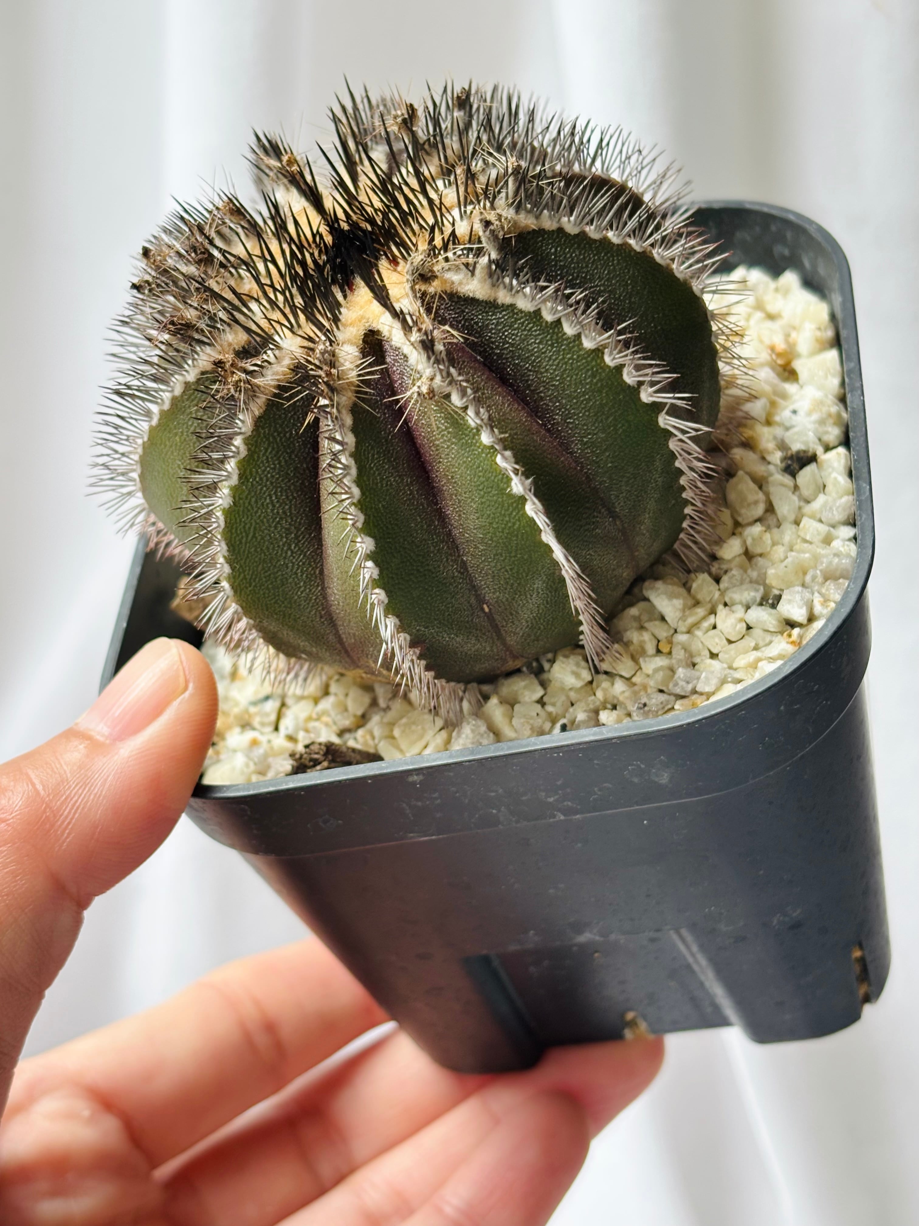 Uebelmmania pectinifera ユーベルマニア・ペクチニフェラ サボテン