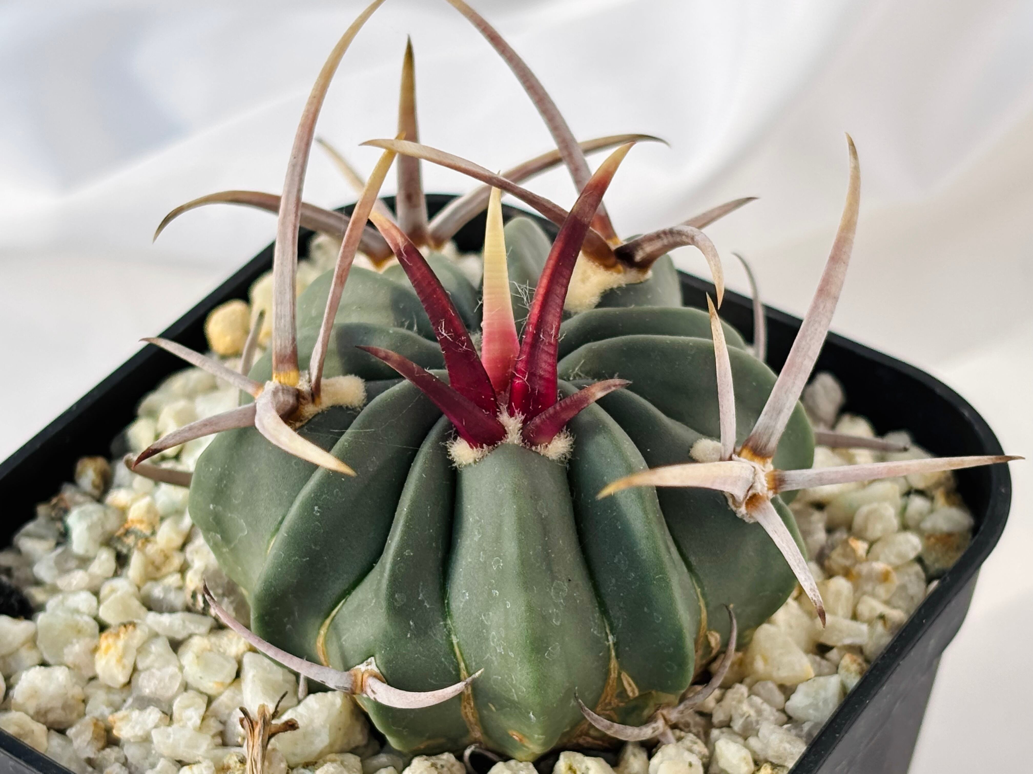 Echinofossulocactus coptonogonus エキノフォスロカクタス 竜剣丸