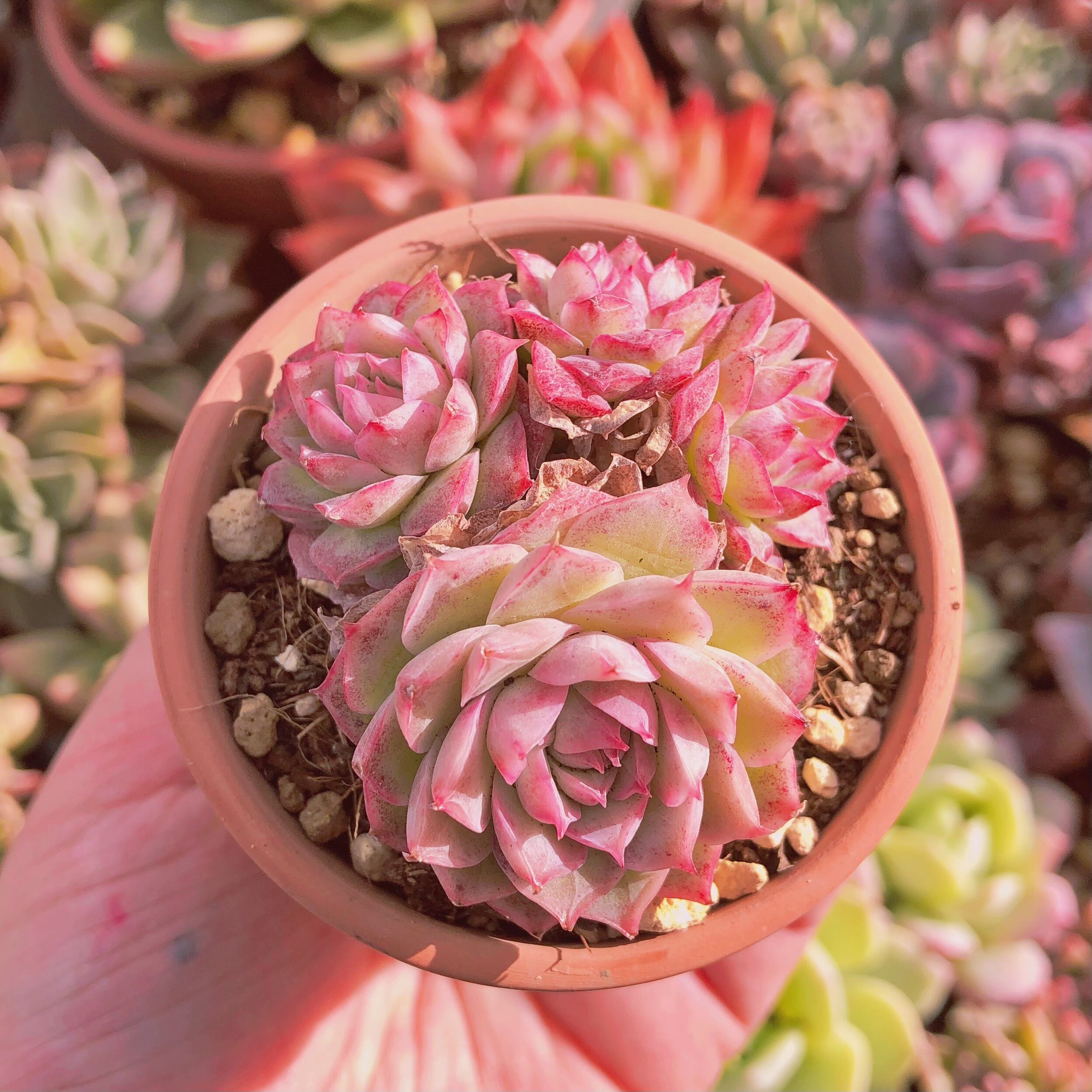 多肉植物　ローズクィーン　3～5頭　群生