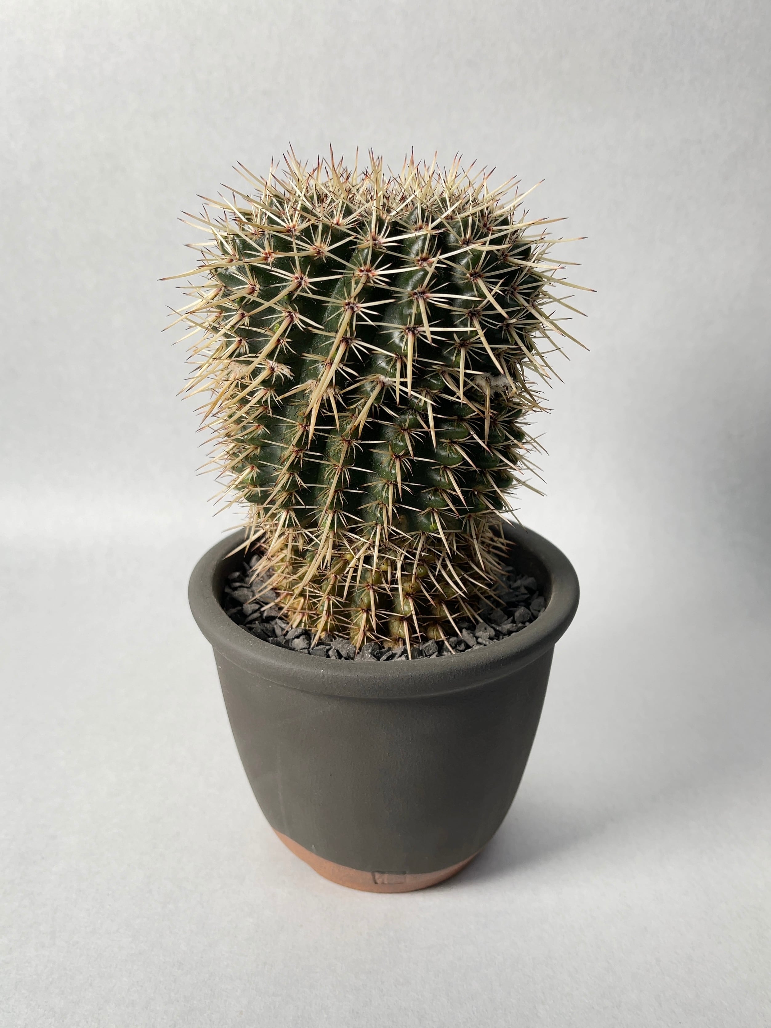 ノトカクタス・星の王子 | trigger