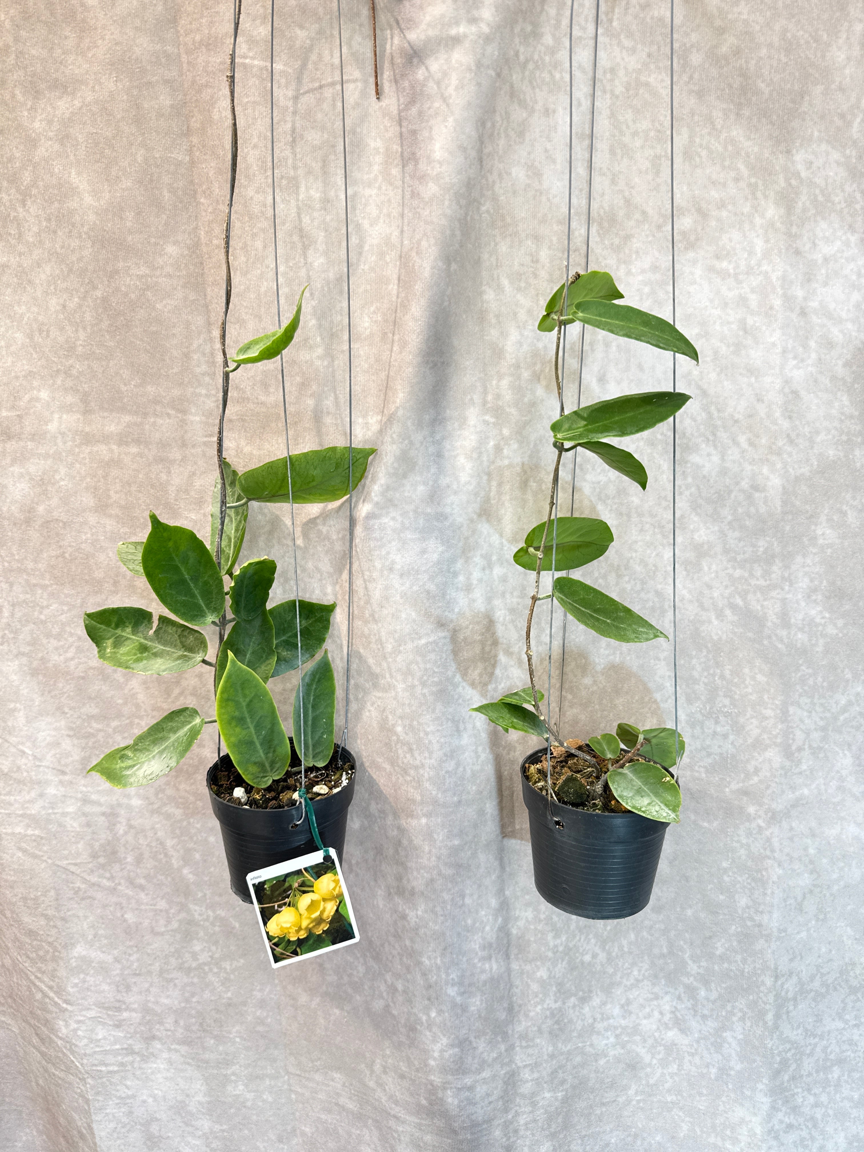 hoya inflata / ホヤ インフラータ | Gardenえん 【観葉熱帯植物】