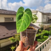 【実生・希少】アンスリウム・レガレ / Anthurium regale