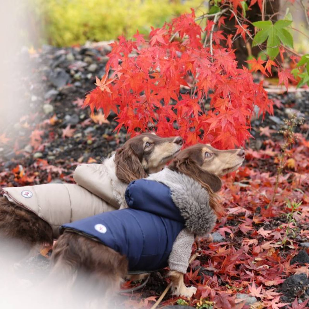 ダウンジャケット（ファー付きフード) 2022-2023 ※リバーシブル