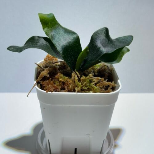 Platycerium FSQ 'White Windmill'(TC) ビカクシダ FSQ ‘ホワイト・ウインドミル’