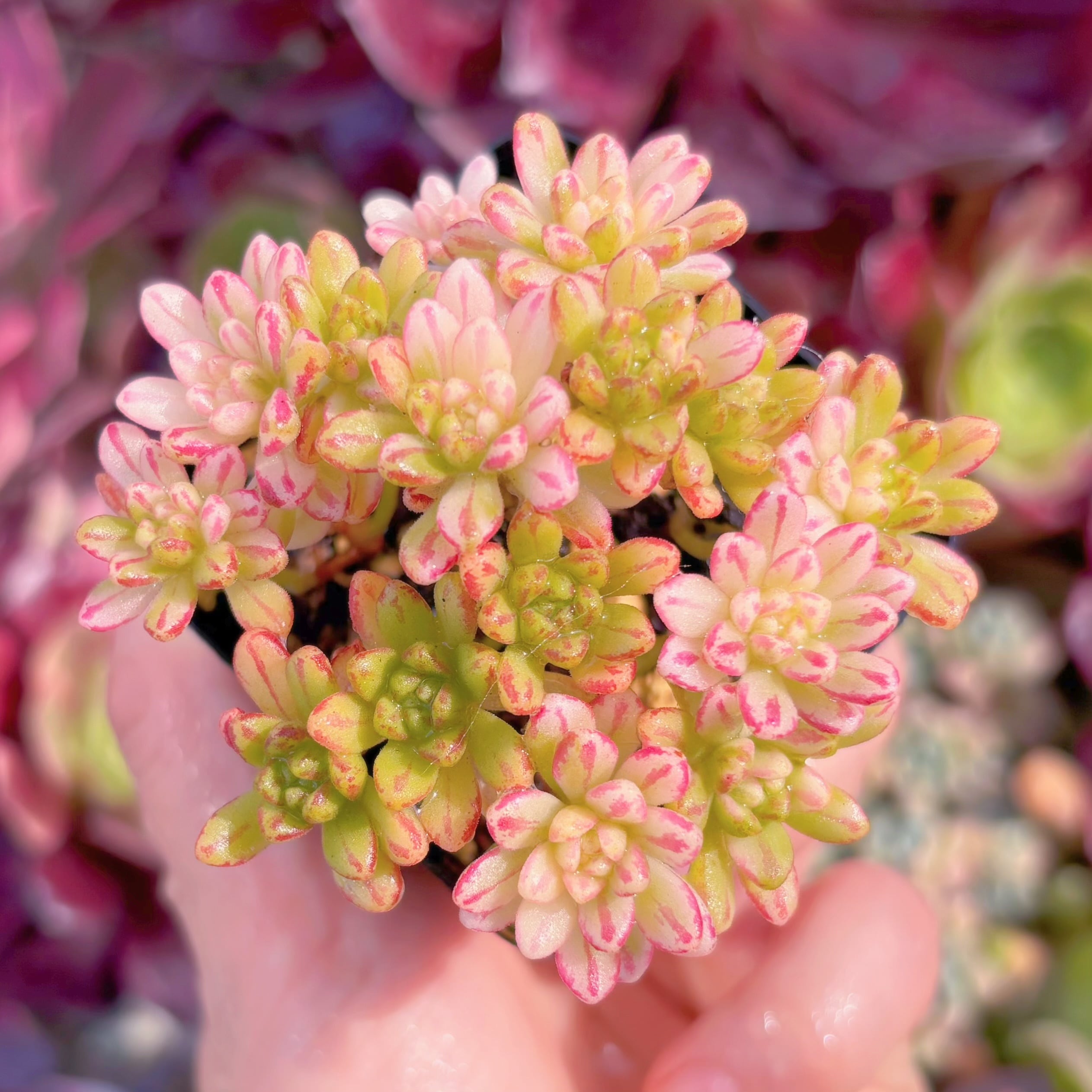 現品　小人の祭り錦#275　群生　るる農園