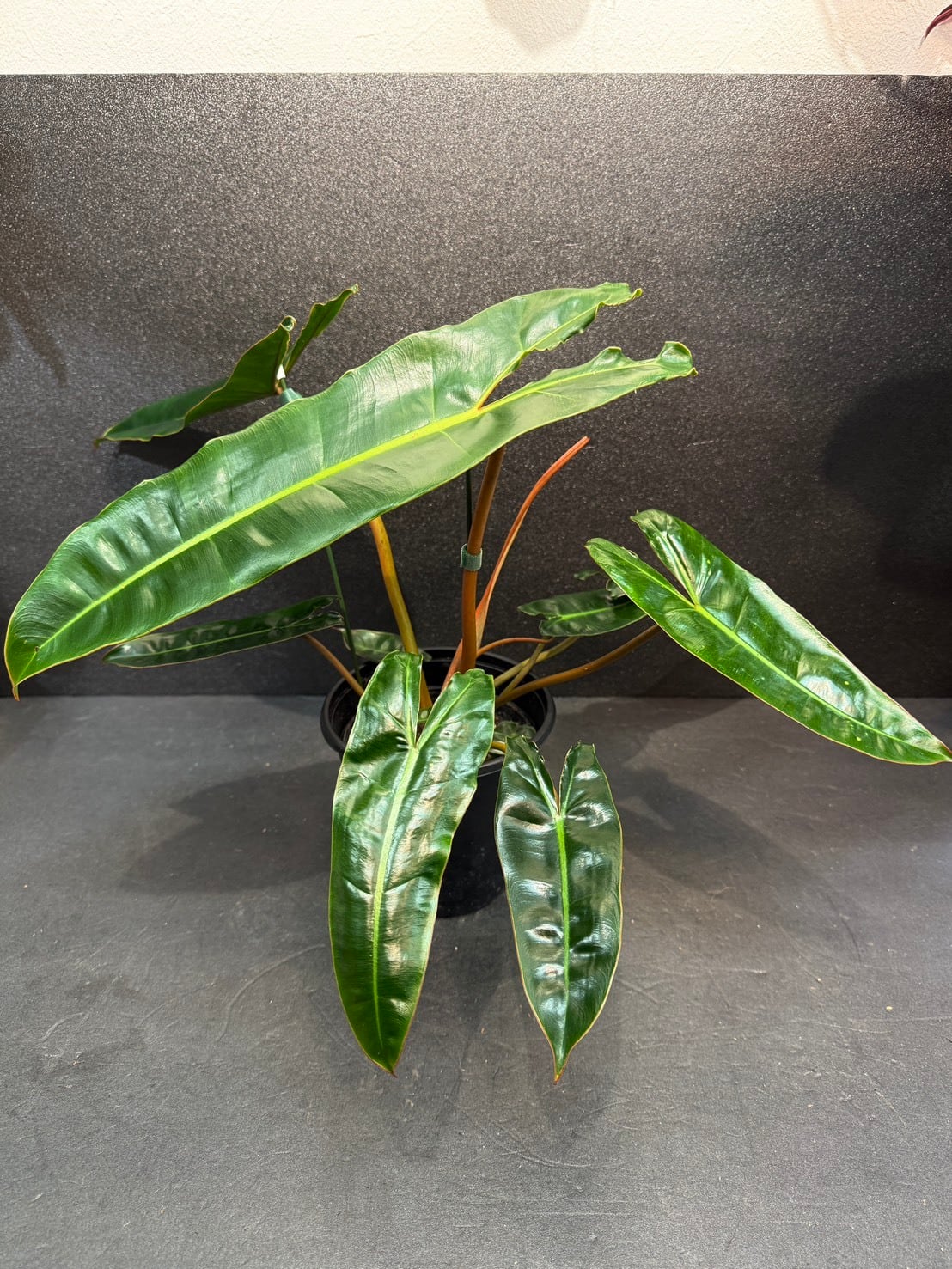 ビレッティアエ フィロデンドロン 観葉植物 4号 | 観葉植物と雑貨のお