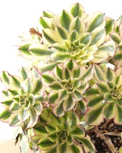 発根済カット苗 アエオニウム 太陽神 サンゴッド 大群生 Aeonium 'Sun God'