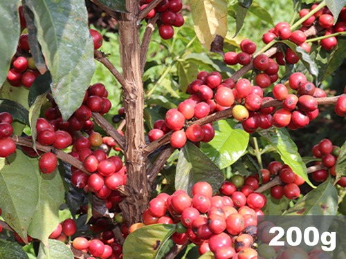 ケニア | エンブ ギチュグ AB | コーヒー豆200g