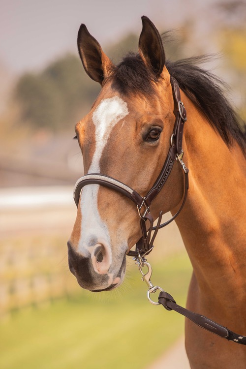 PENELOPE - Harmonie - Halter ペネロペ 無口.