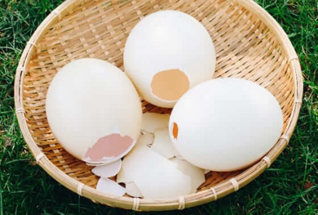 ダチョウの卵の殻 Daucho Wild Kitchen