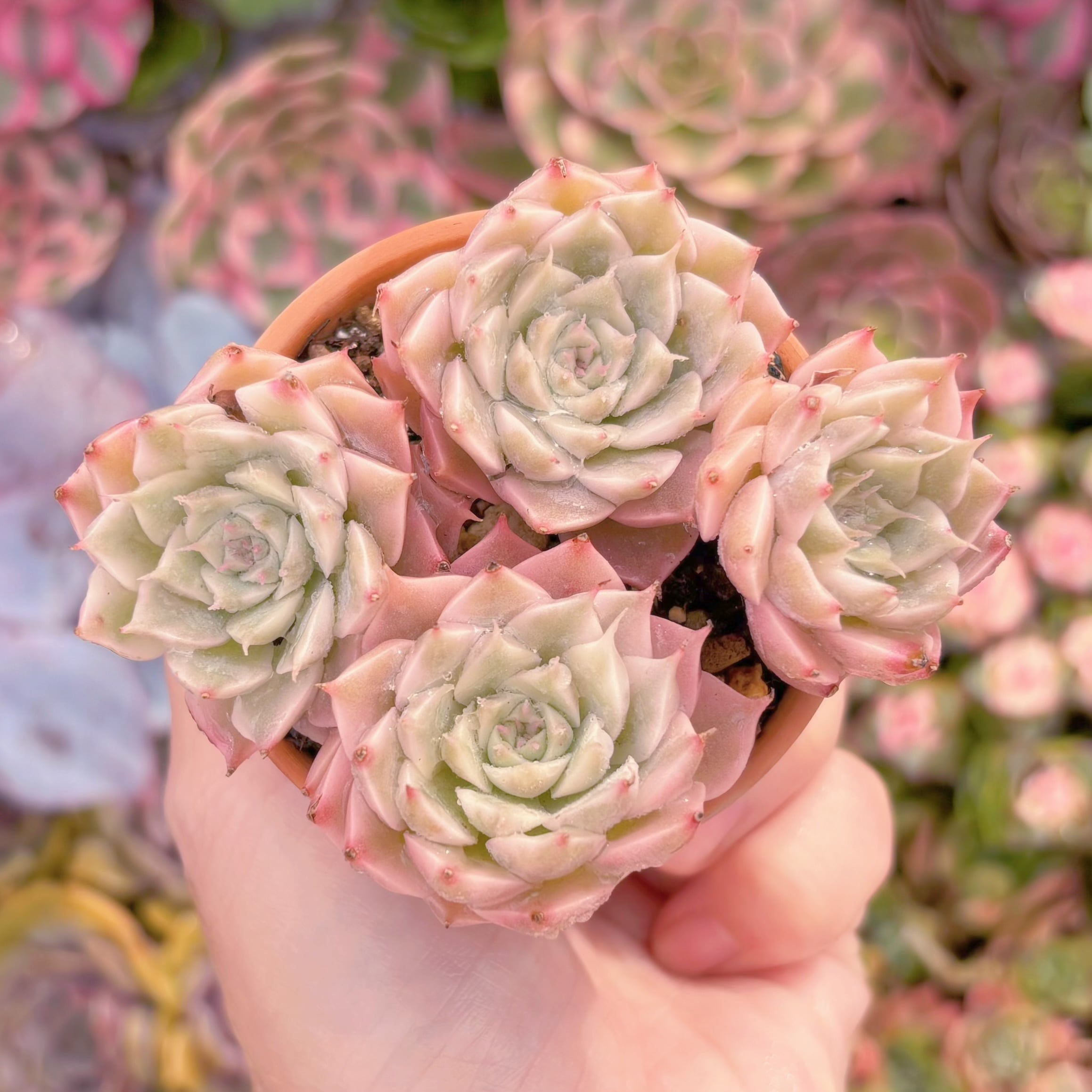 現品　マーガレット錦#A097　群生　るる農園