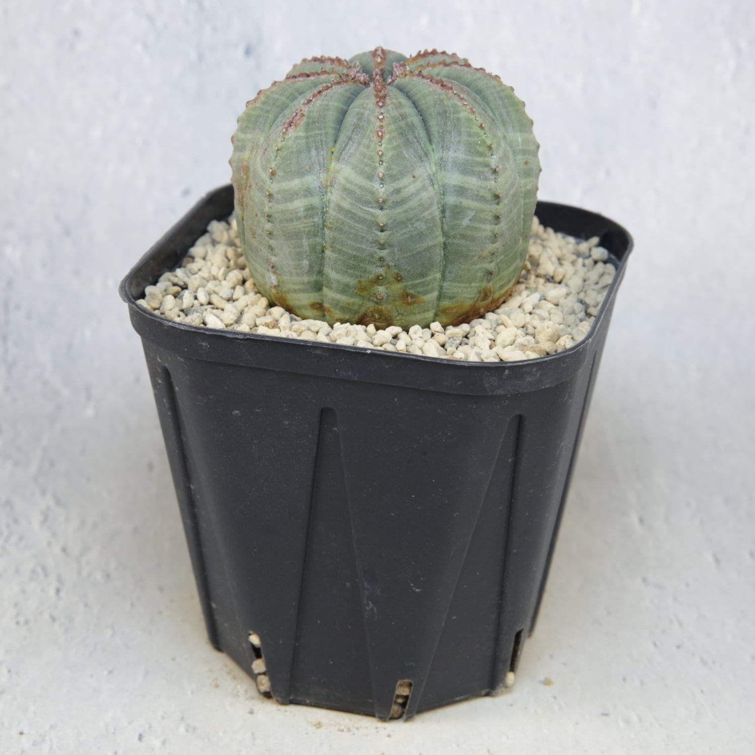 ユーフォルビア オベサ(メス) 美株 メス株 超美模様 木質化 マイクロオベサ / ユーフォルビア