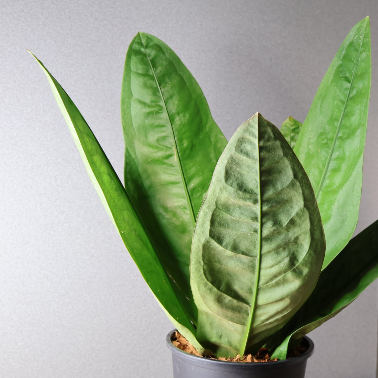 424 圧倒的存在感『アンスリウム スーパーバム ジャイアント』観葉植物