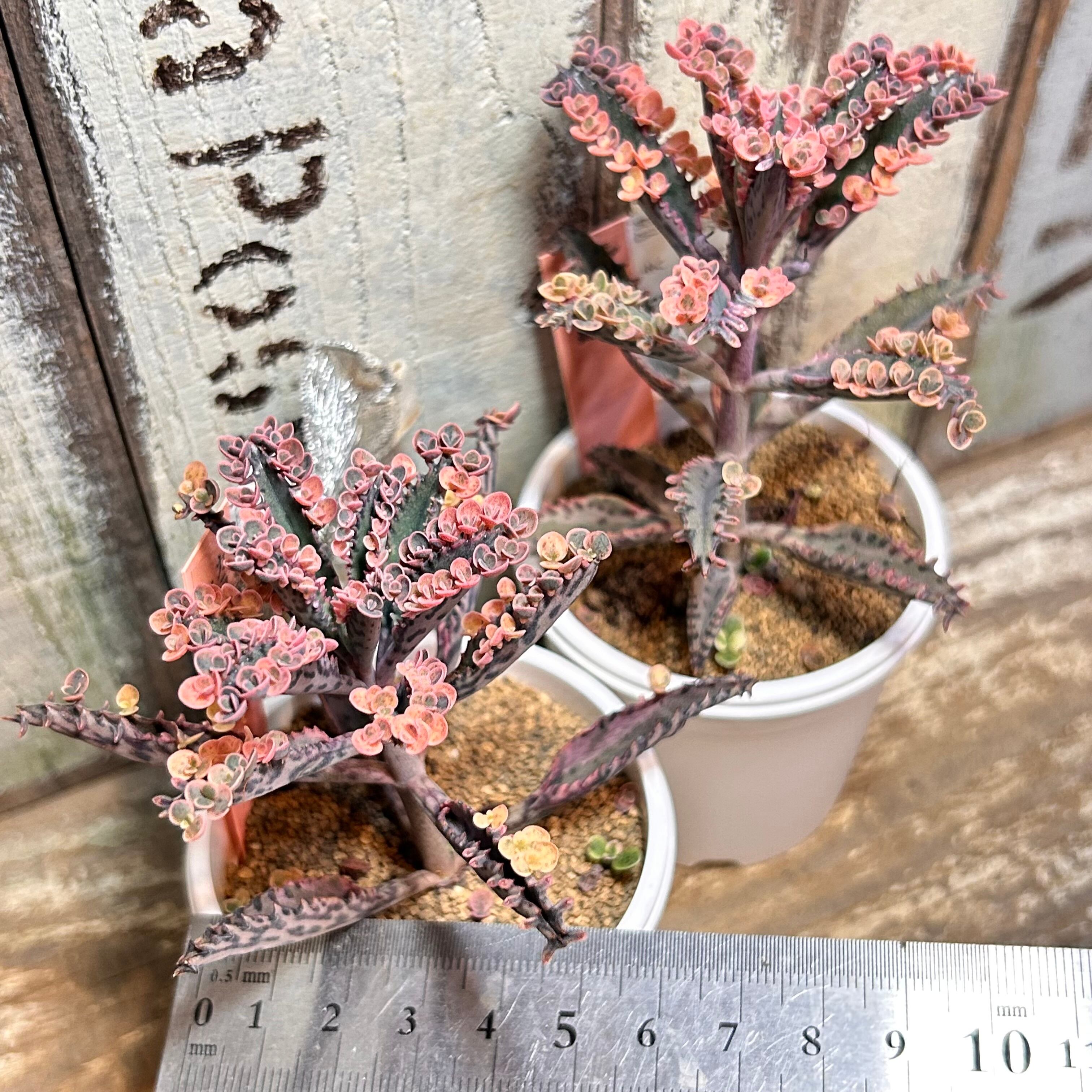 不死鳥錦 | RuPo 多肉植物専門店