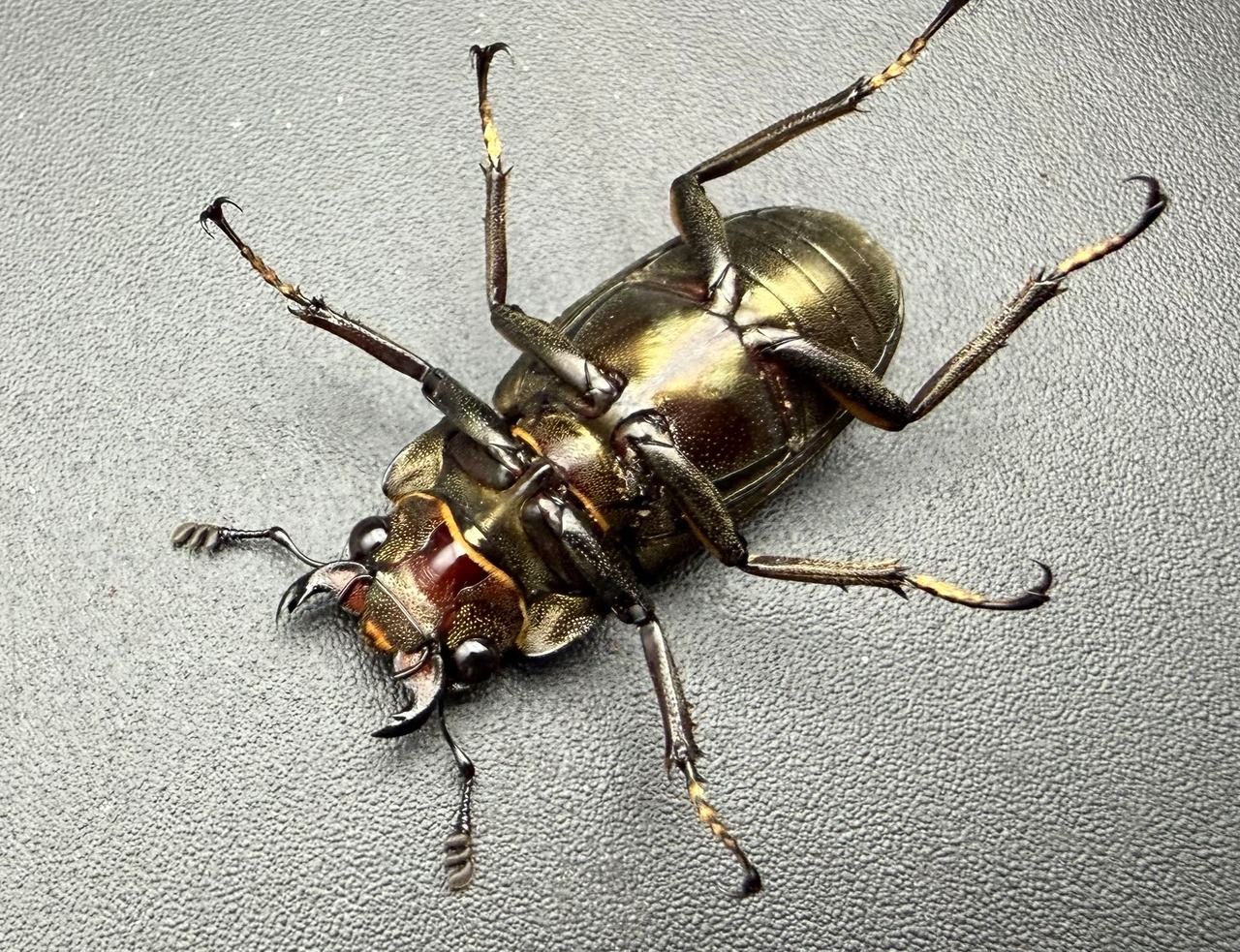《メタリフェルホソアカ亜種サンギレンシス 70.5mm ペア》②