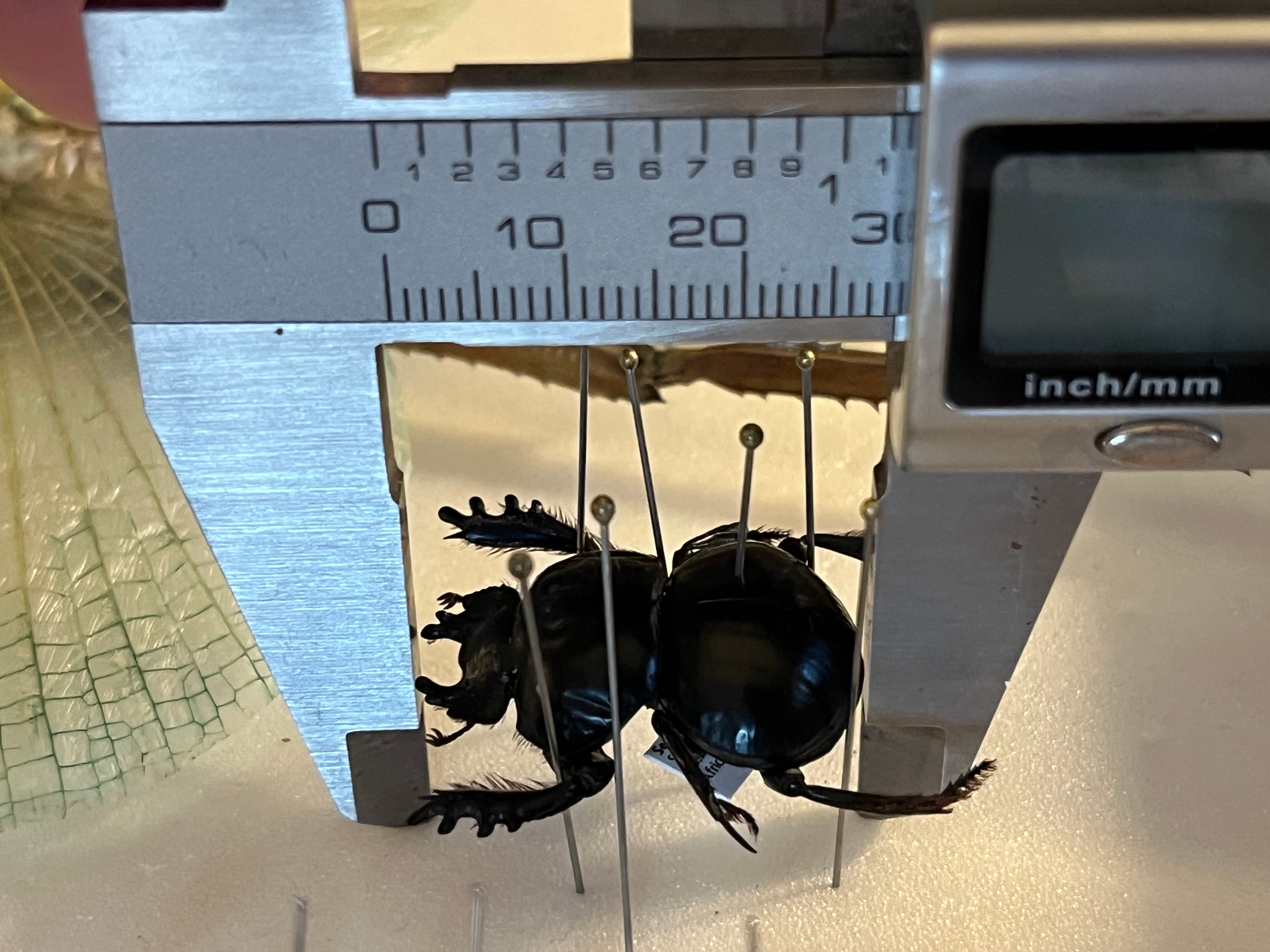 29mm♂】クモガタタマオシコガネに酷似のPachysoma schinzi 糞虫