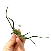 チランジア ブルボーサ f.alba Takiz (Humo to pejibaye. CostaRica 1350m)【664】