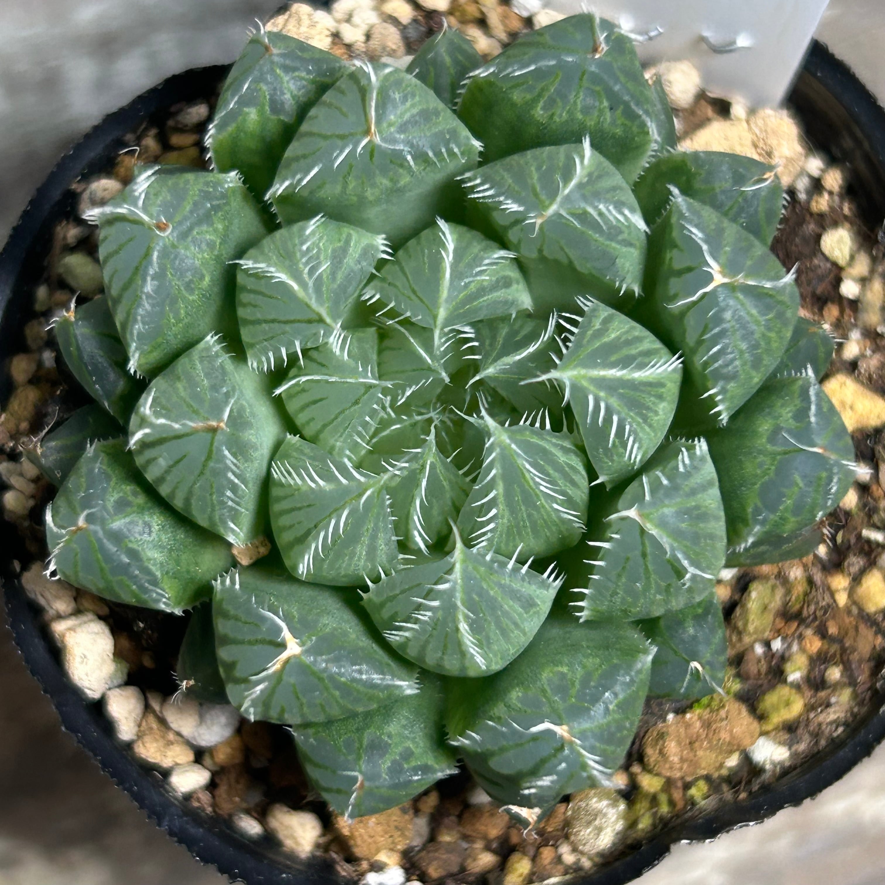 ハオルチア | RuPo 多肉植物専門店
