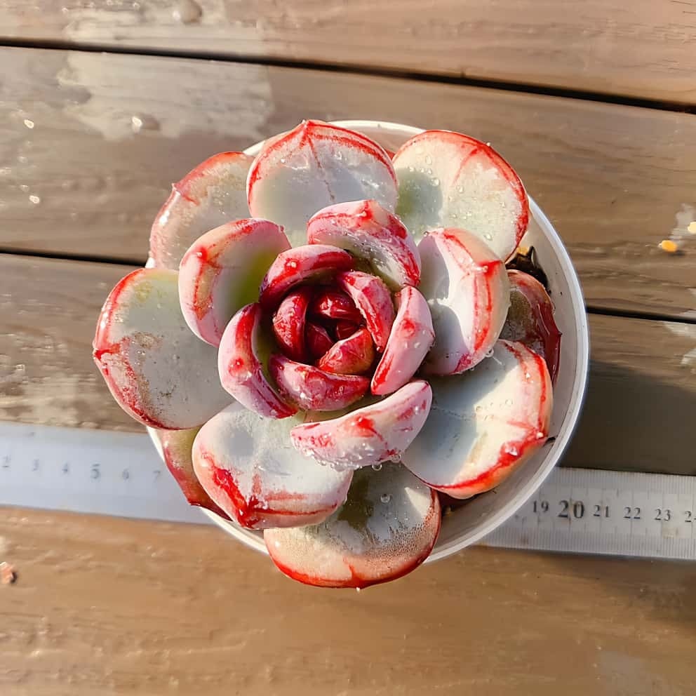 農園直売 多肉植物 寄せ植え エケベリア属 洛神（群）新品種 観葉植物