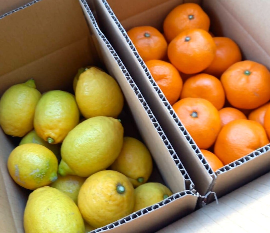 小みかん レモン 国産無農薬 小みかん レモン 国産無農薬 楽天市場