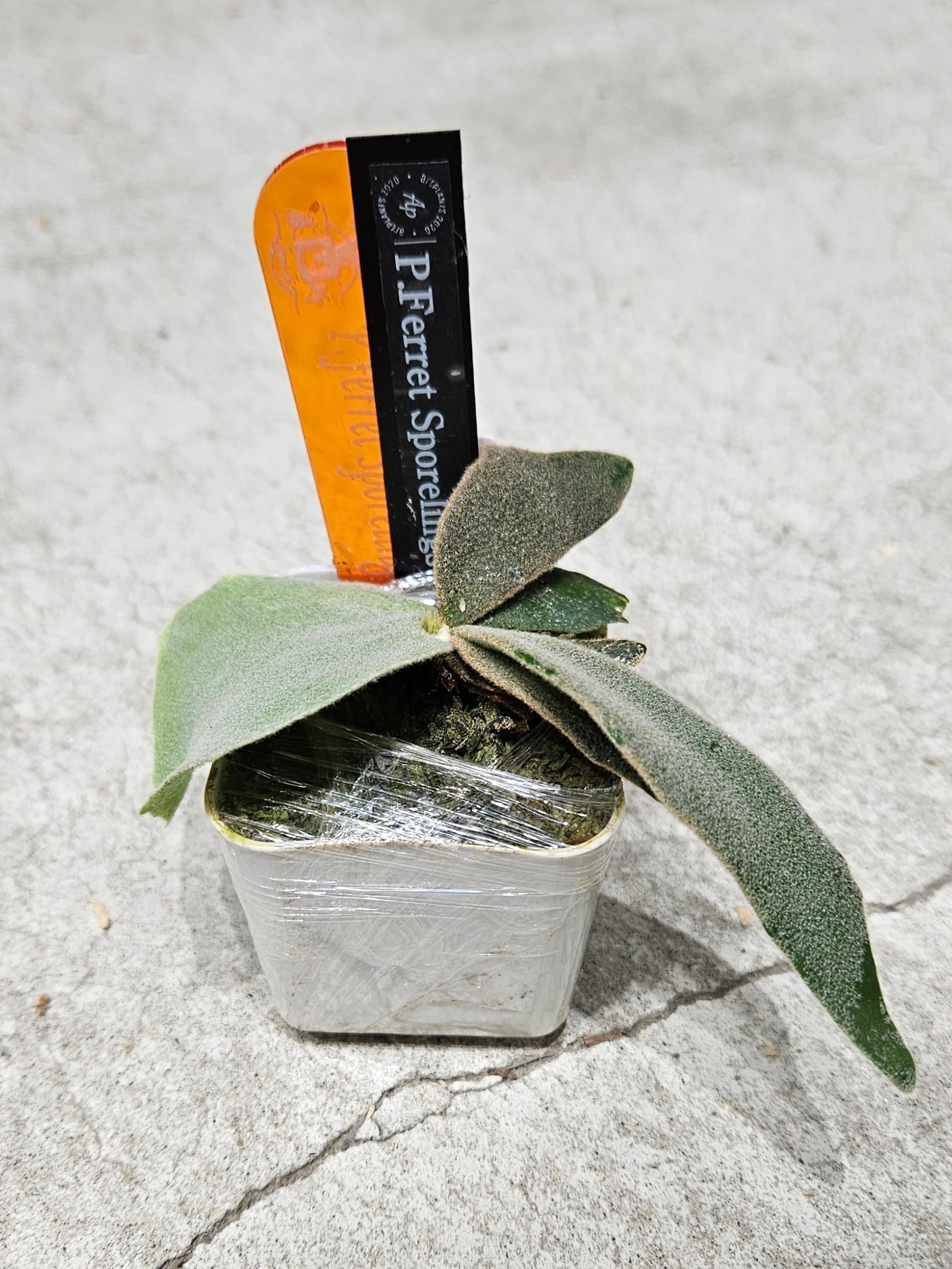 P.willinckii Little Crown Sporelings Select【artPLANTs】ビカクシダ