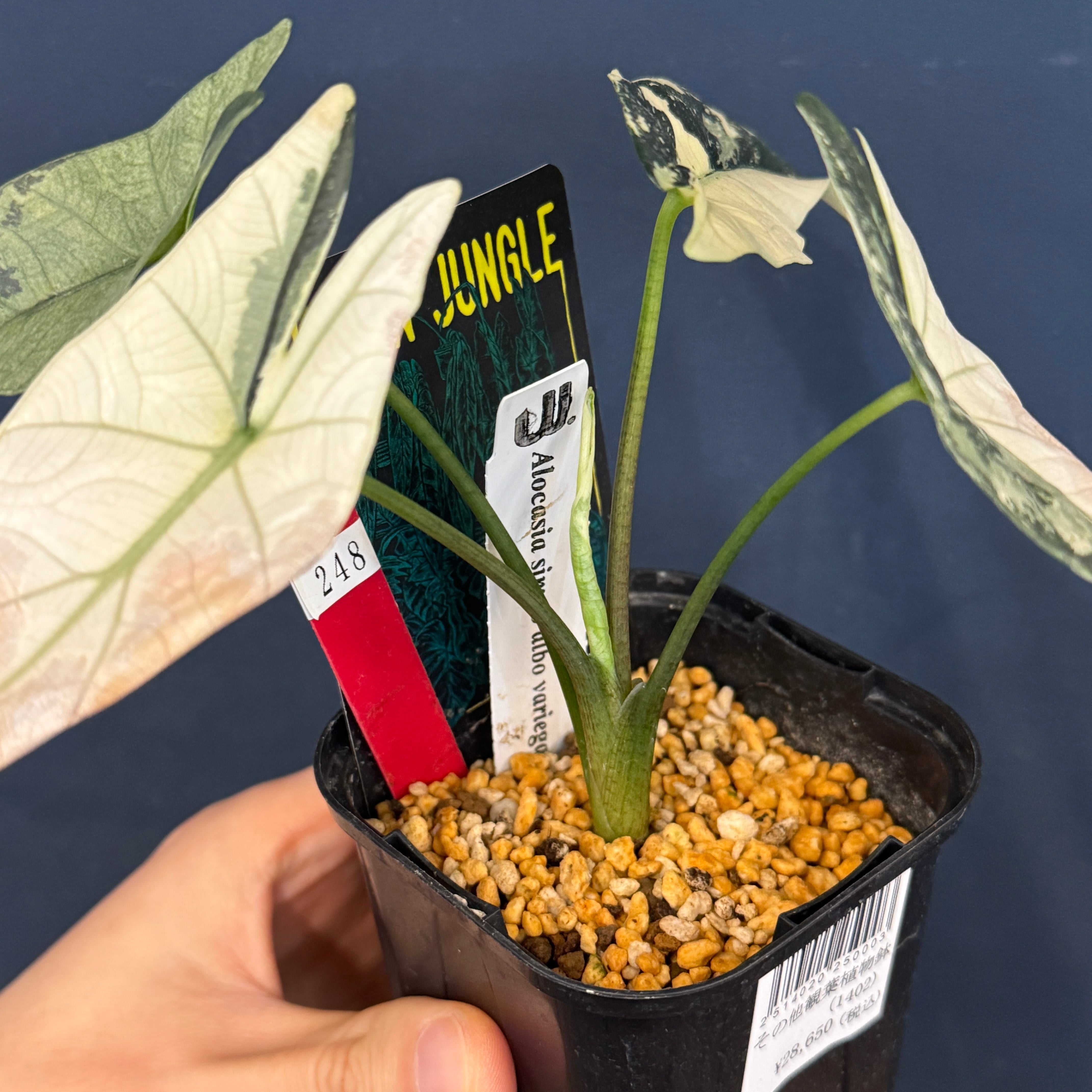 アロカシア シンポ アルボマルギナータ【248】 | PROTOLEAF プロトリーフ