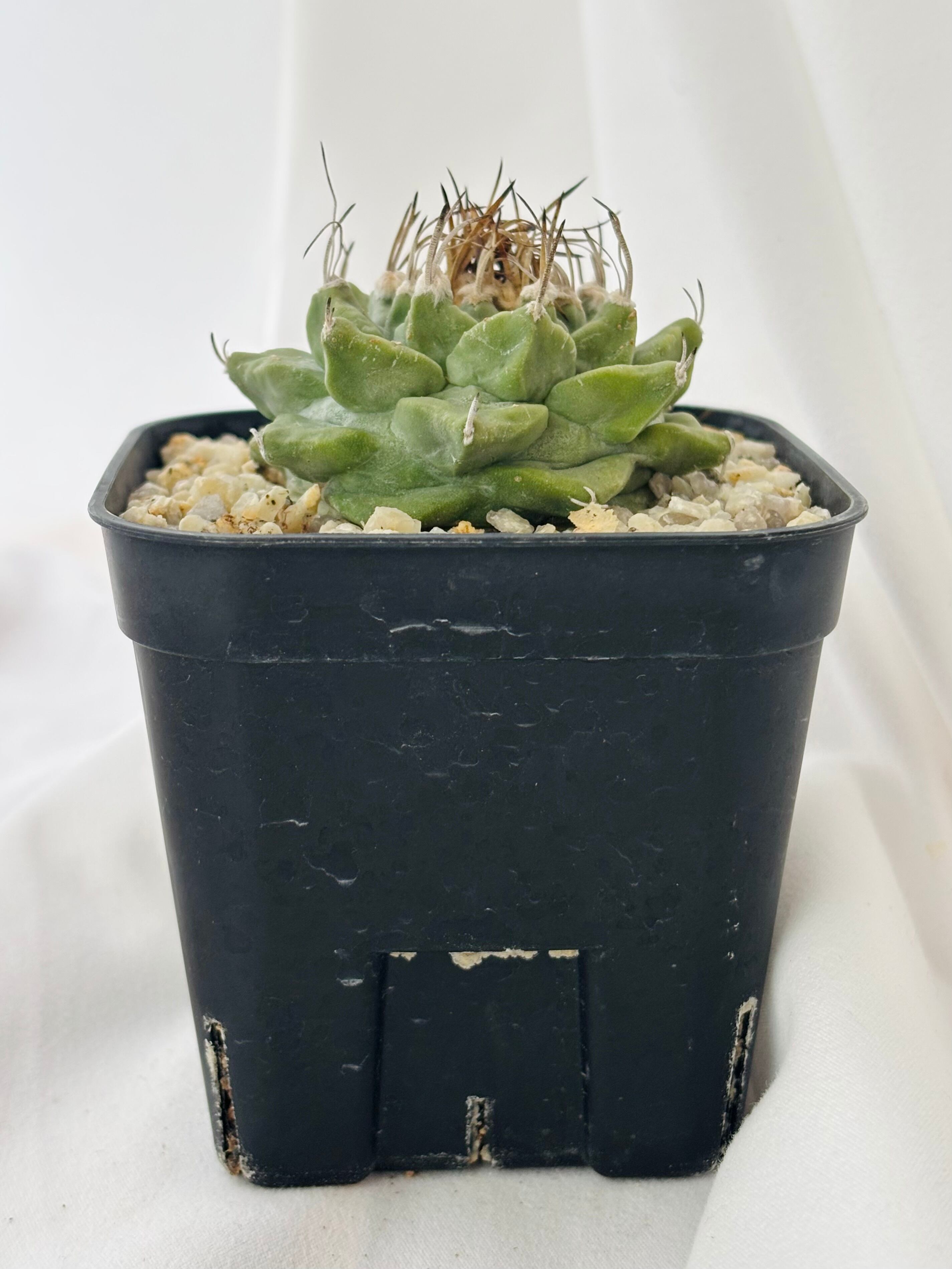 Turbinicarpus alonsoi ツルビニカルプス 大疣 アロンソイ サボテン